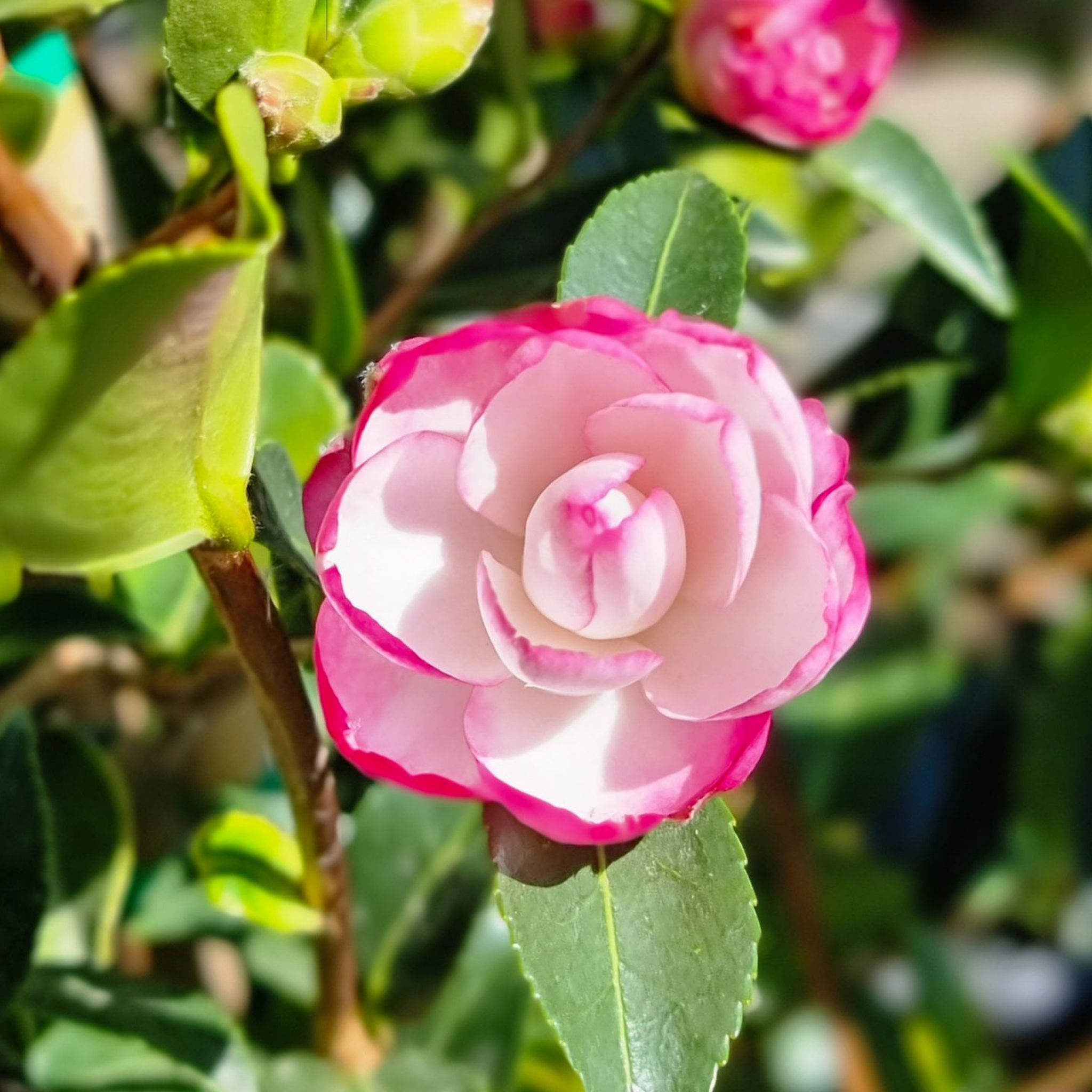 Camellia Paradise Blush - Camellia sasanqua 'Paradise Blush'