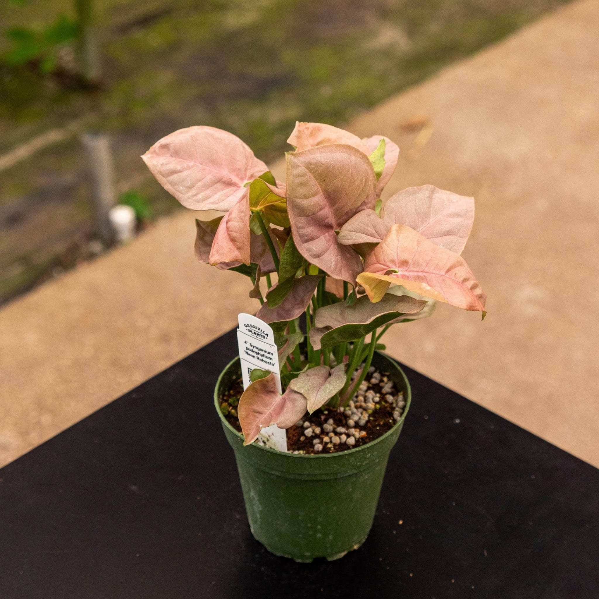 Pink Syngonium - Syngonium podophyllum 'Neon' Arrowhead Plant