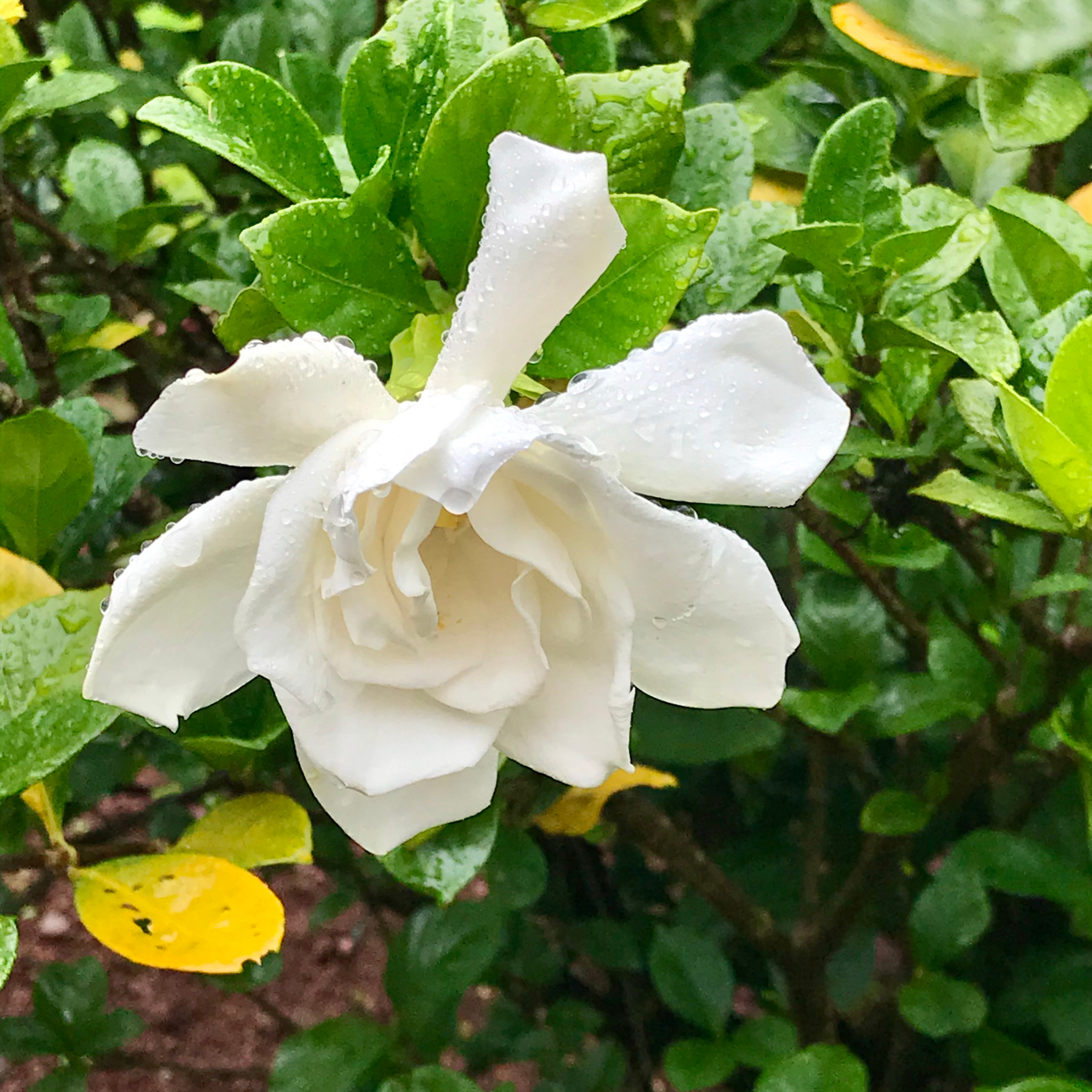 Gardenia augusta 'Magnifica'