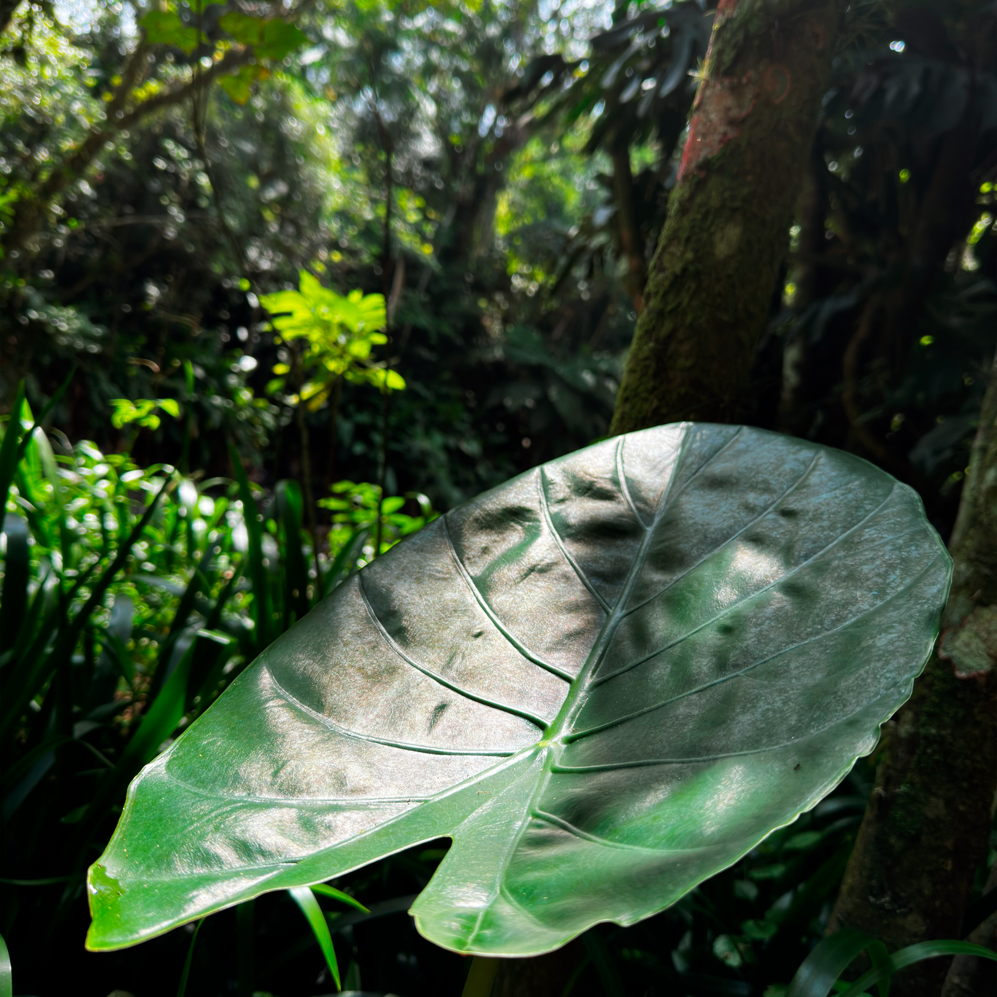 Large Elephants Ear - Alocasia hybrida Regal Shield