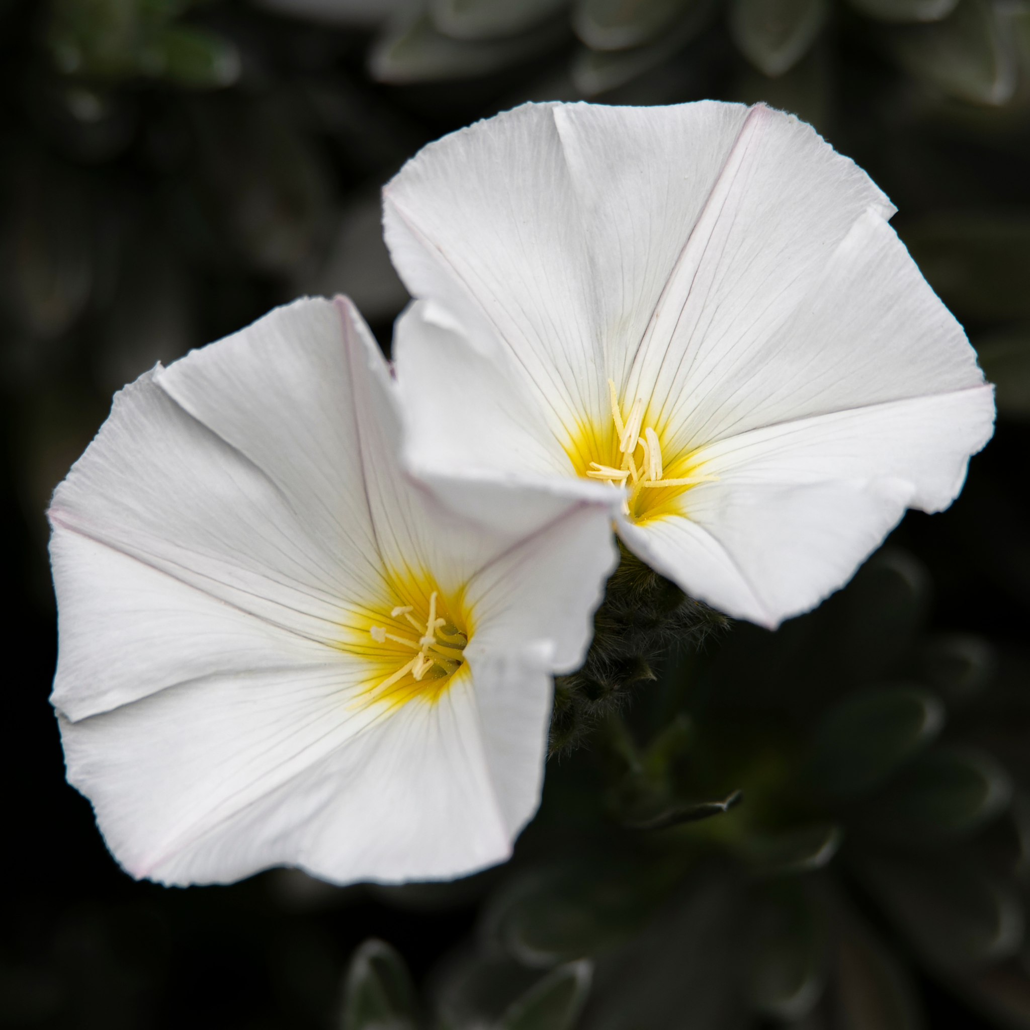 Silver Bush - Convolvulus cneorum