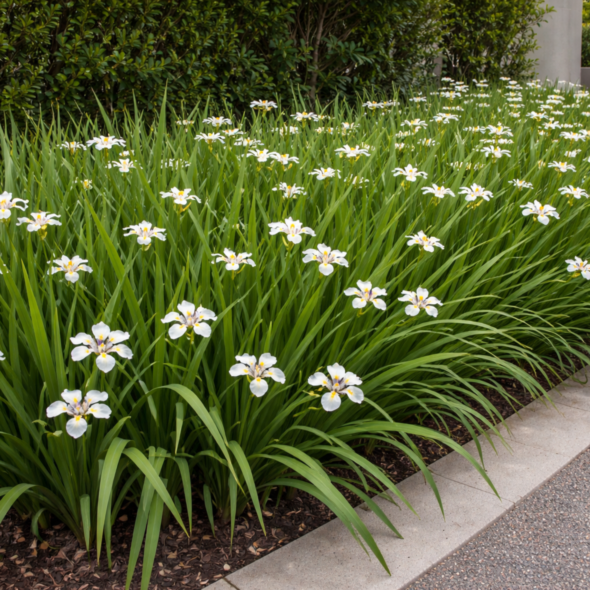 African Iris - Dietes iridioides