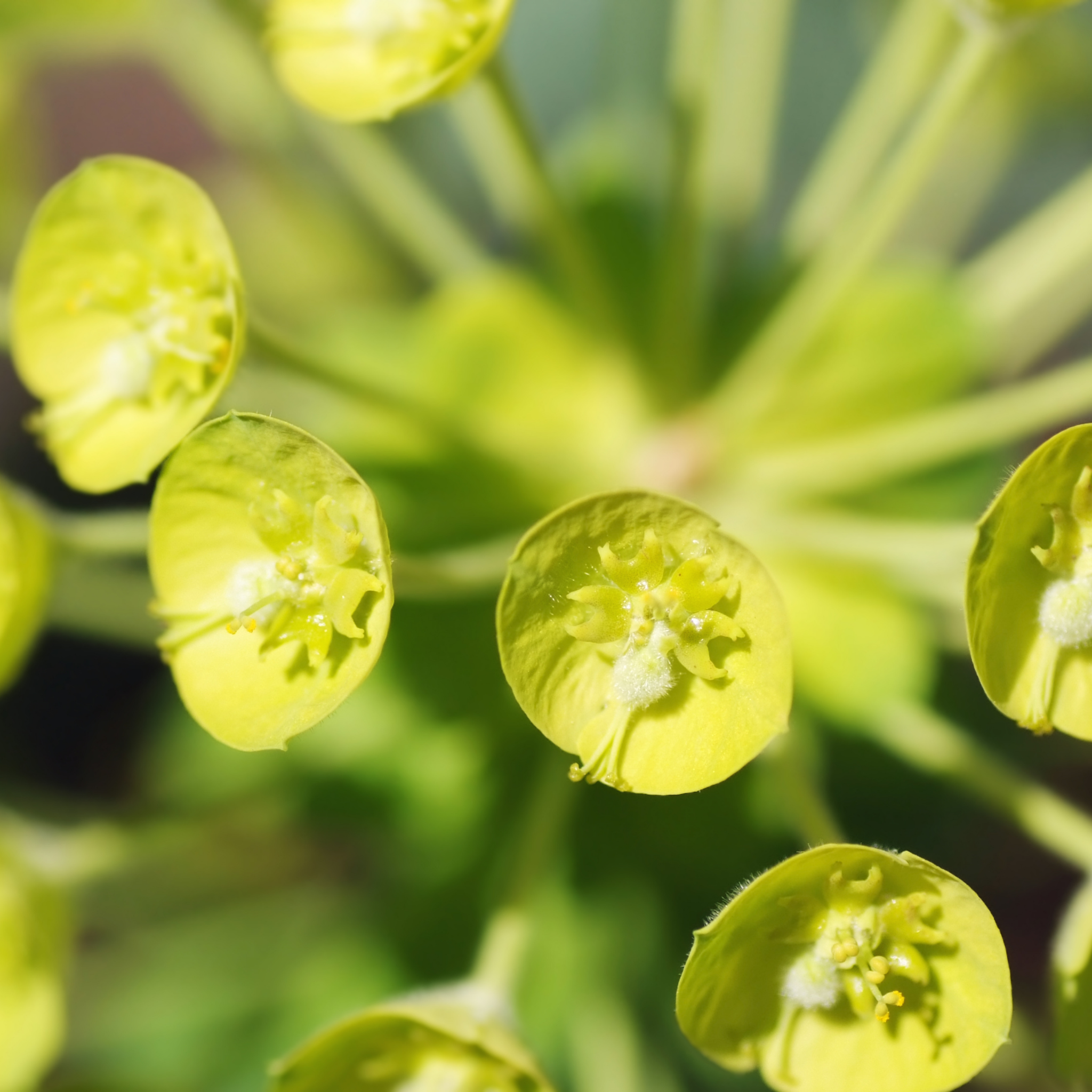 Glacier Blue Spurge - Euphorbia characias 'Glacier Blue'