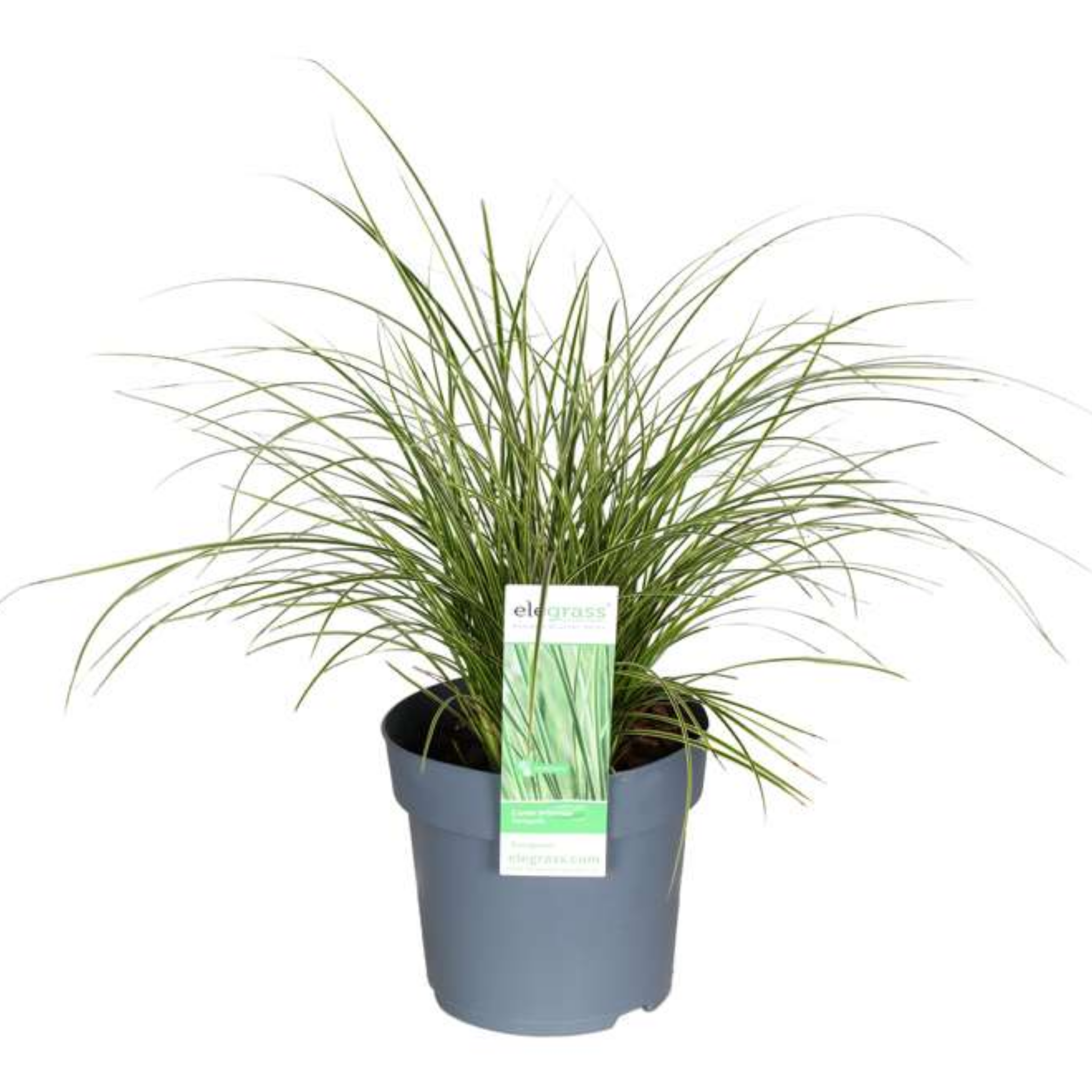 Potted plant with a label on a white background
