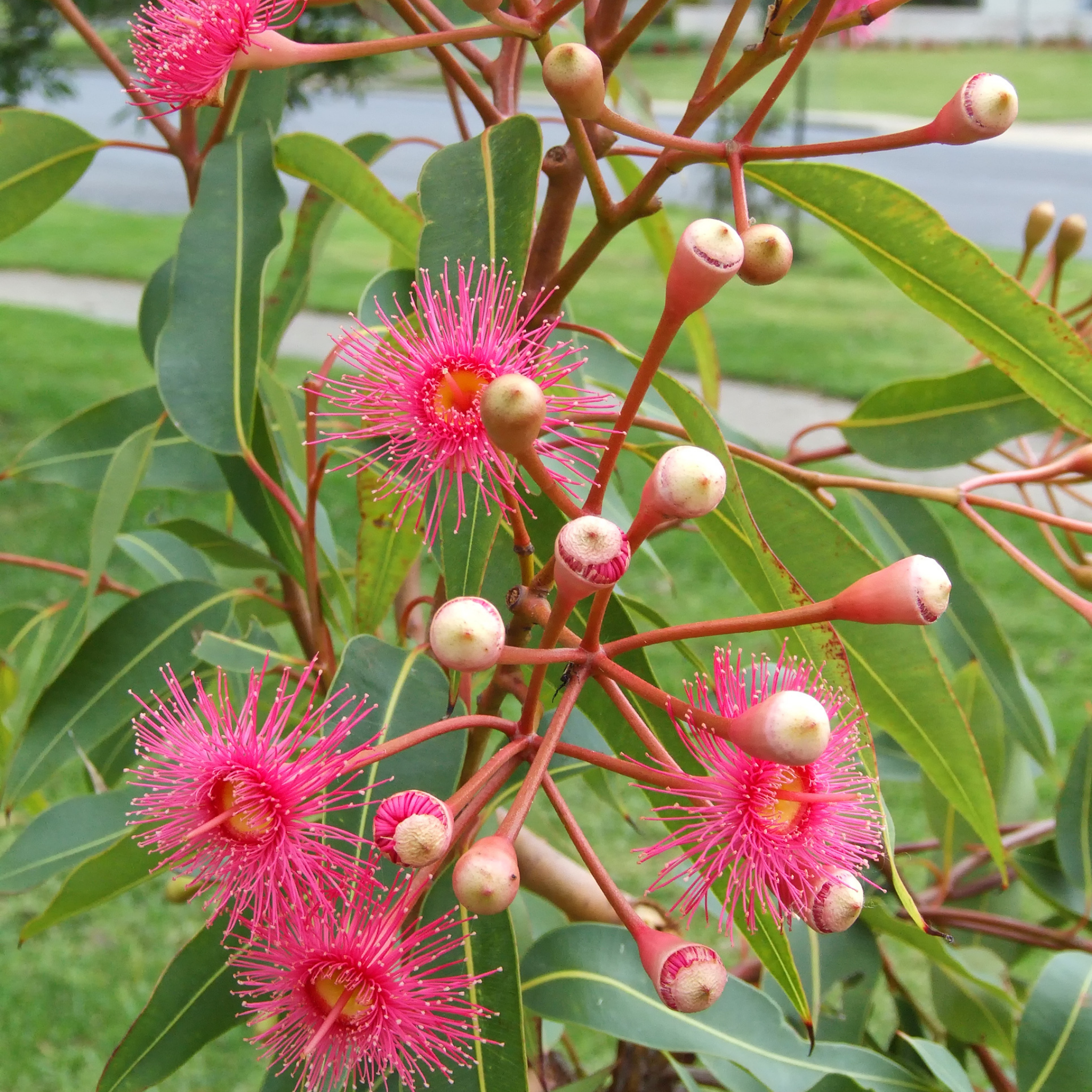 Eucalyptus leucoxylon Rosea Dwarf -  Dwarf Pink Flowering Yellow Gum
