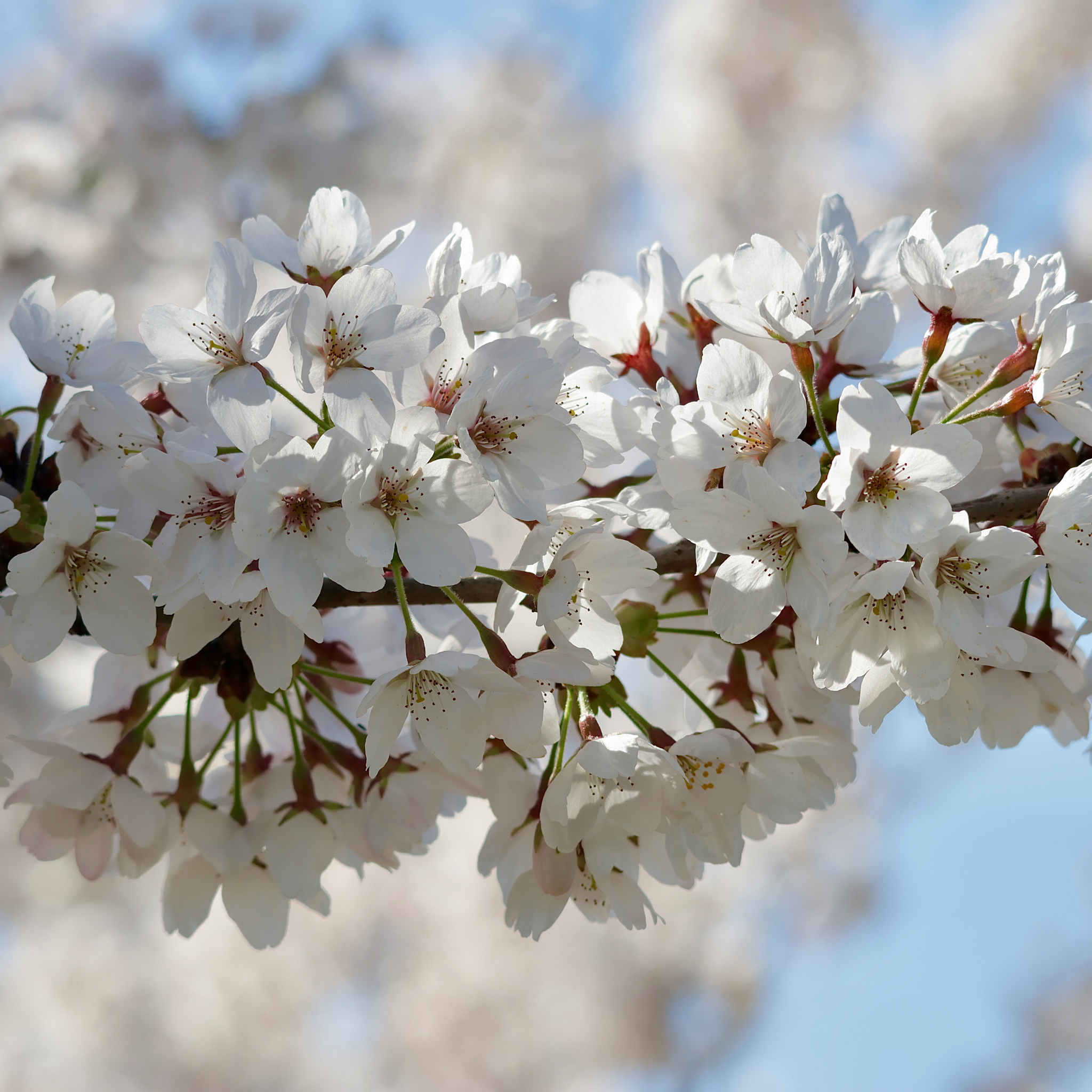 Close-up of white cherry blossoms with a blurred background