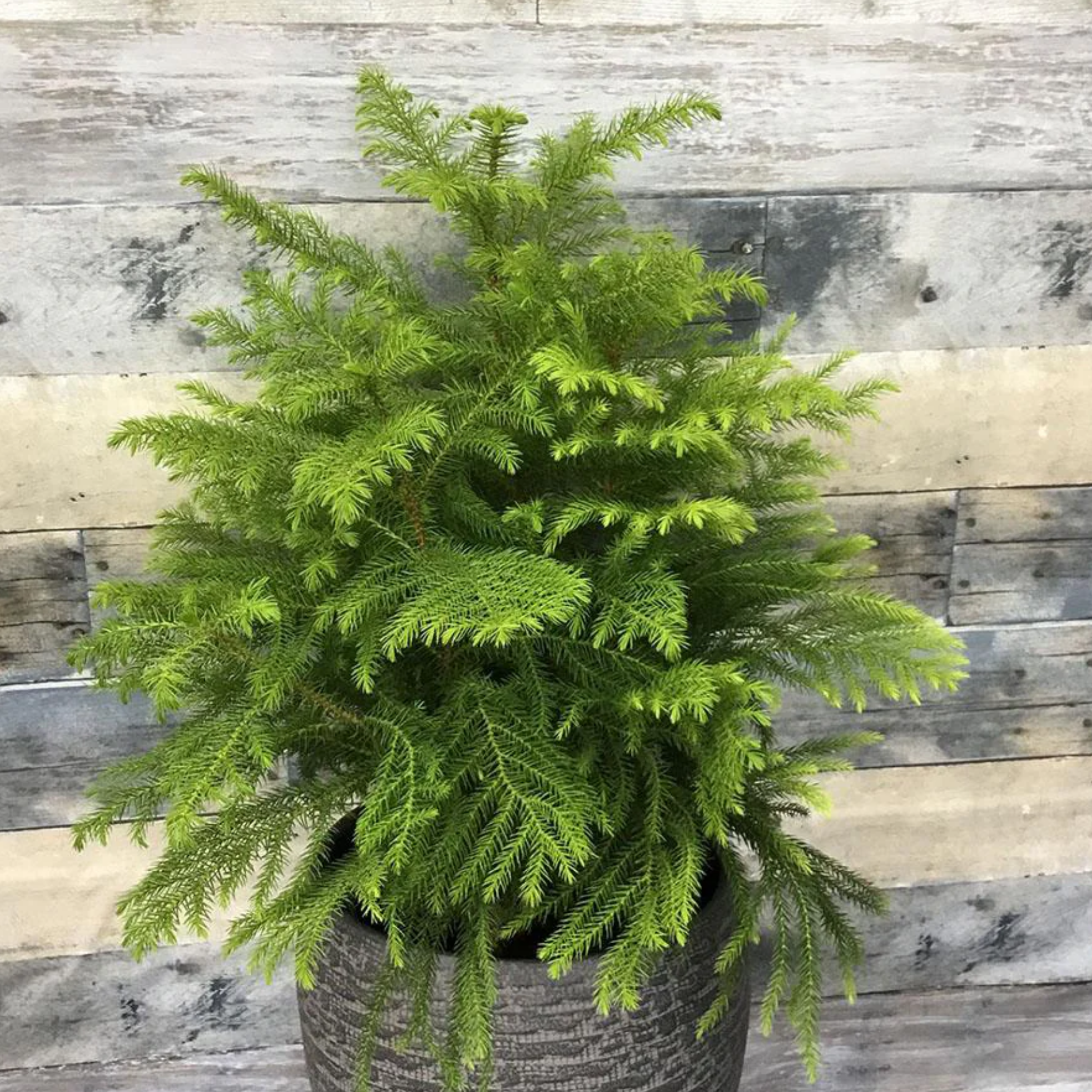 Hawaiian Norfolk Island Pine - Araucaria heterophylla