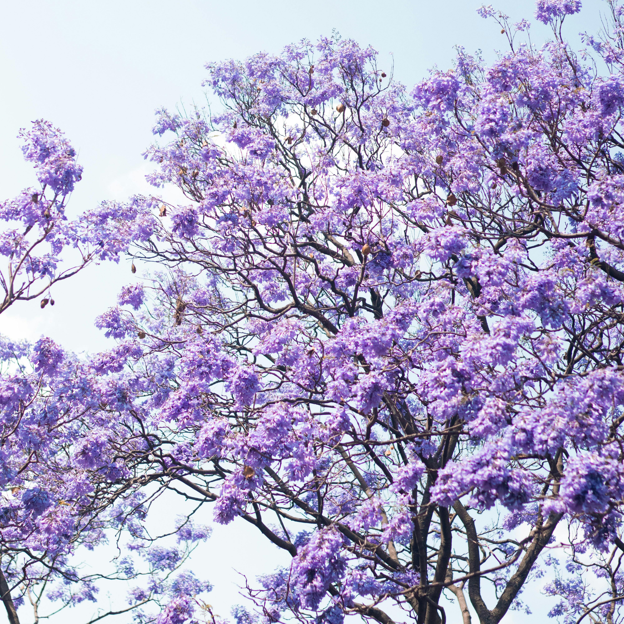 Blue Jacaranda - Jacaranda mimosifolia