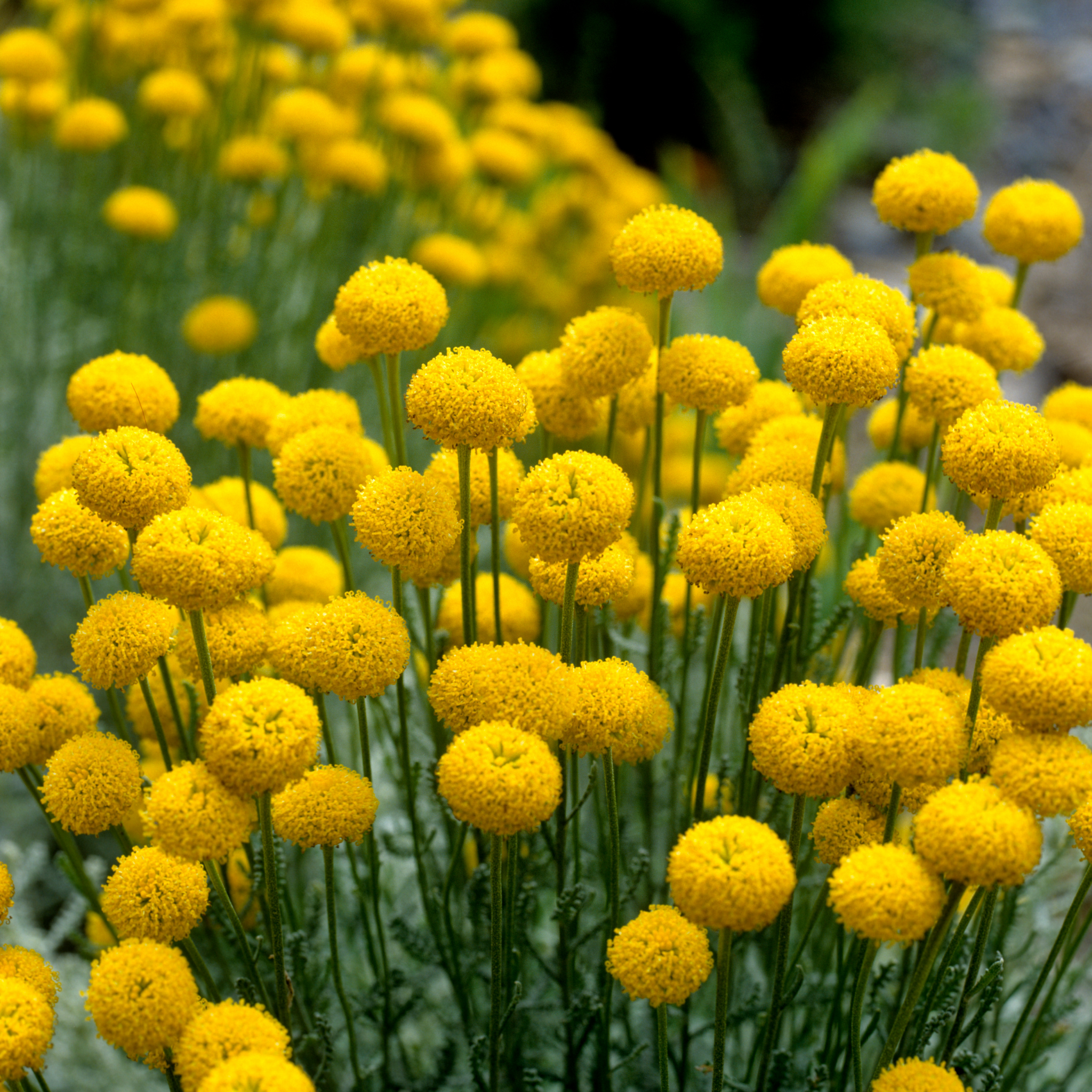 Cotton Lavender - Santolina chamaecyparissus
