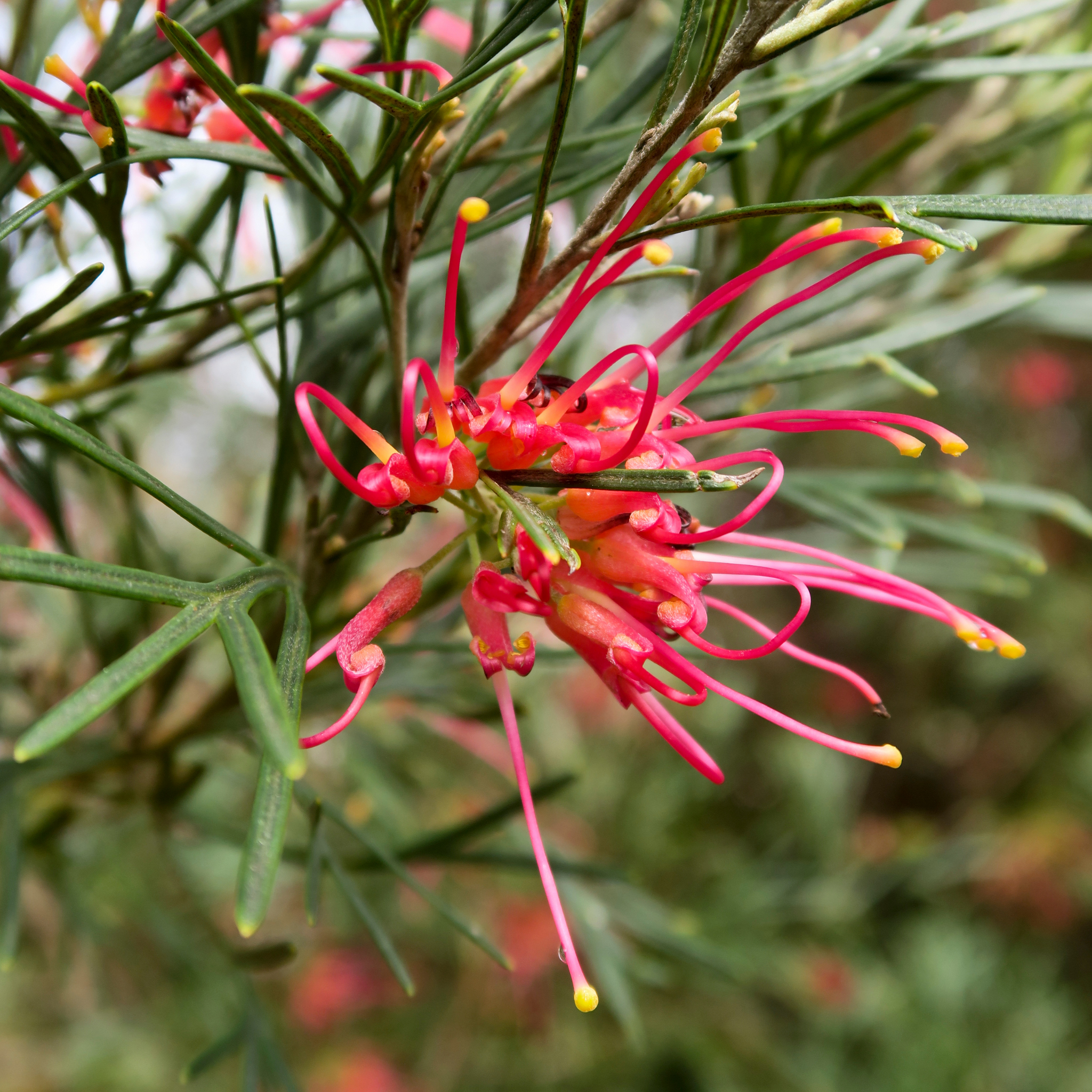 Grevillea 'Winpara Gem' - Grevillea hybrida Winpara Gem