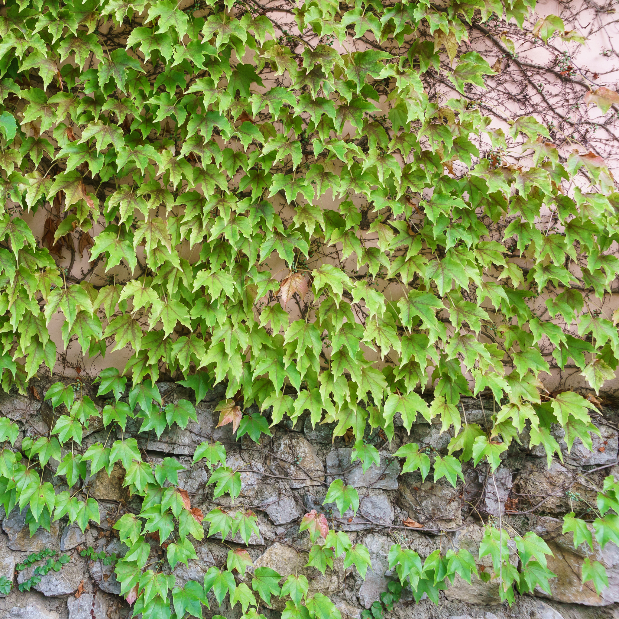 Boston Ivy - Parthenocissus tricuspidata