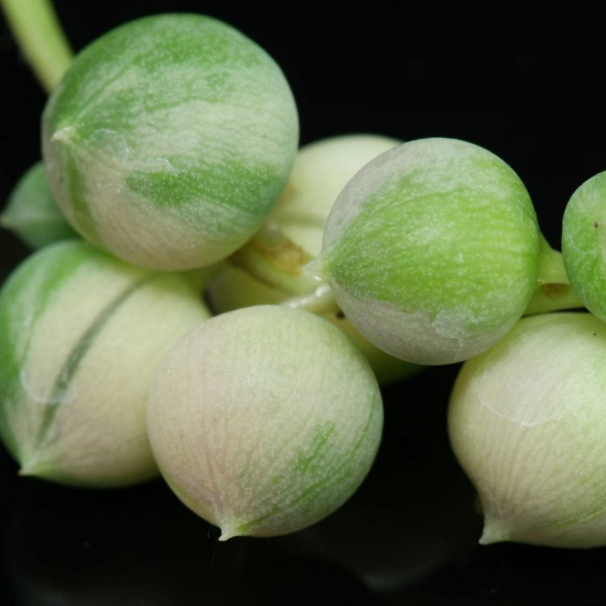 Variegated String of Pearls - Senecio rowleyanus Variegata
