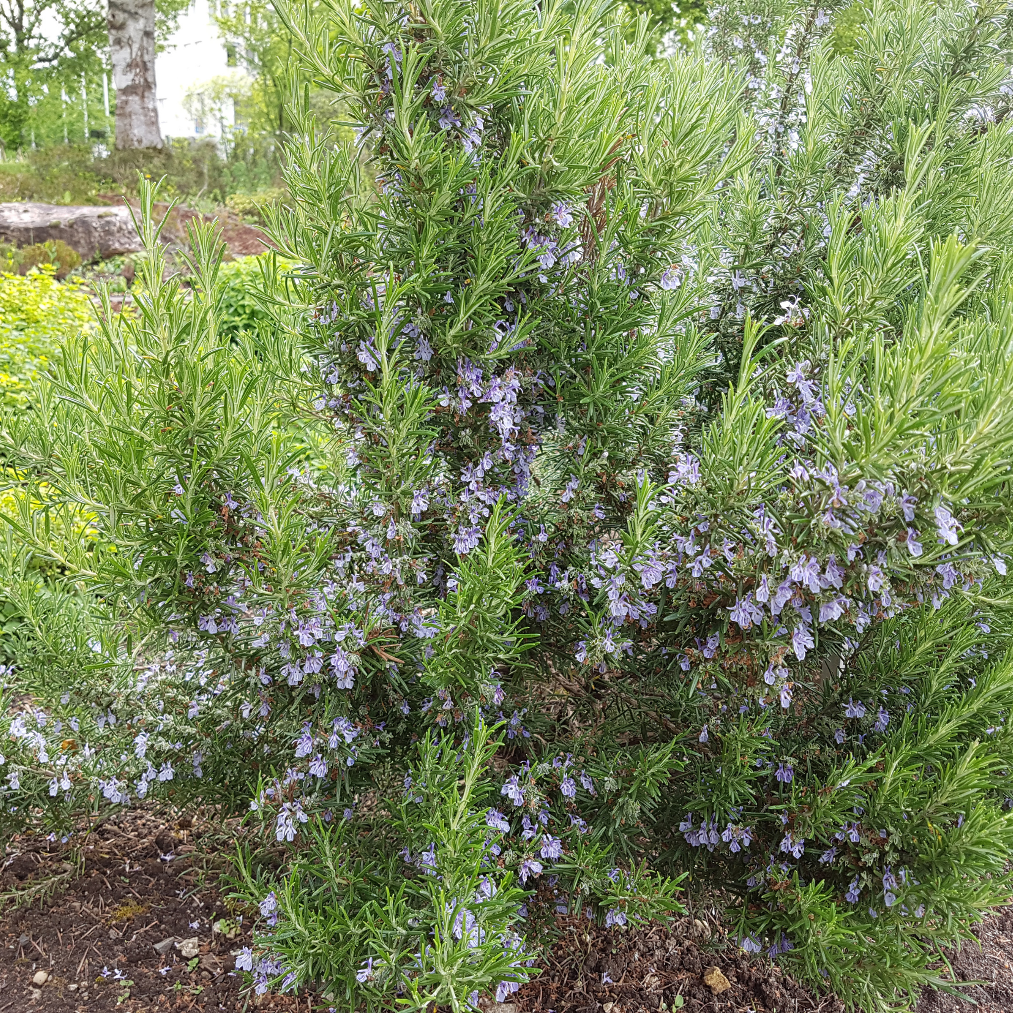 Rosemary - Rosmarinus officinalis