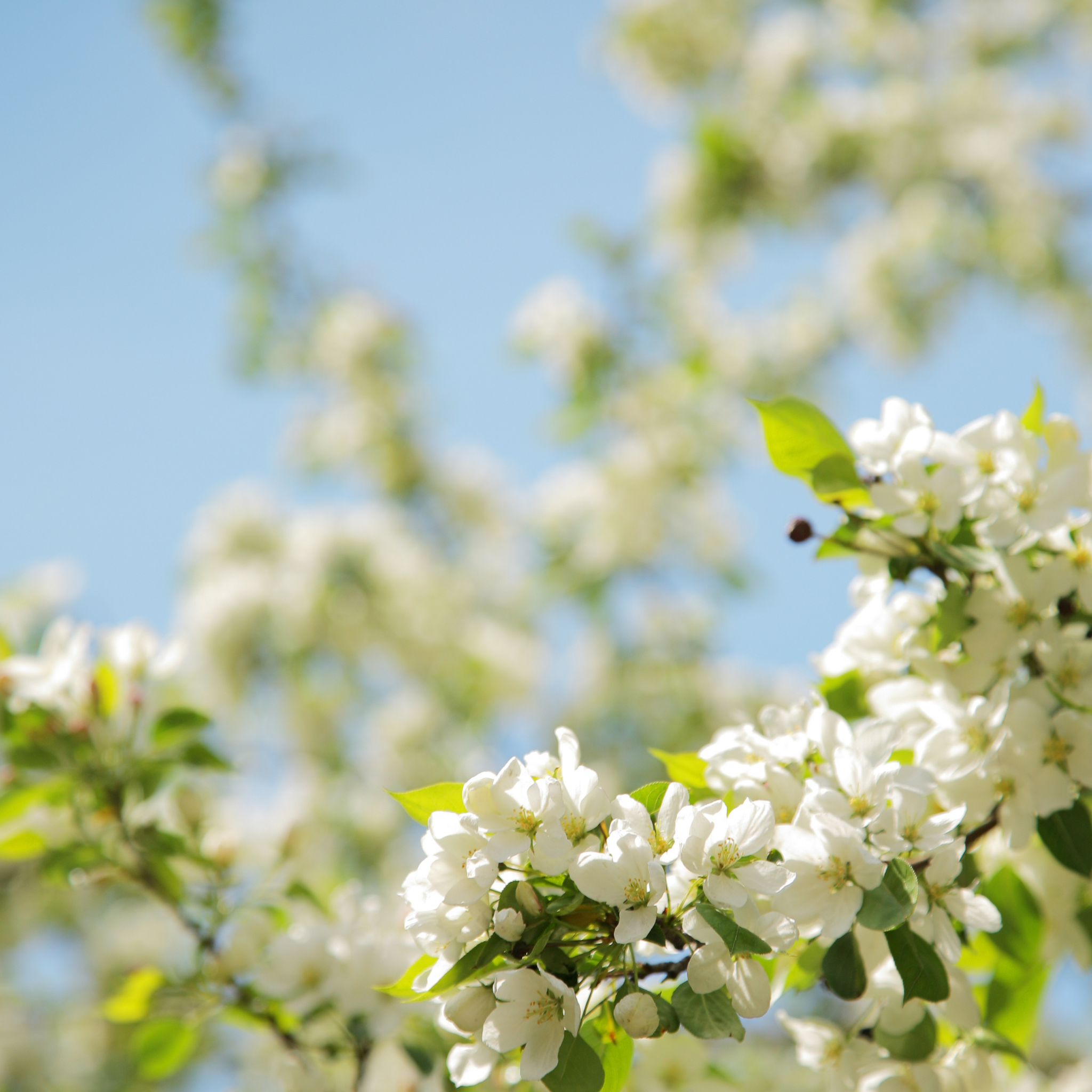 Ornamental Callery Pear Cleveland Select - Pyrus calleryana Cleveland Select
