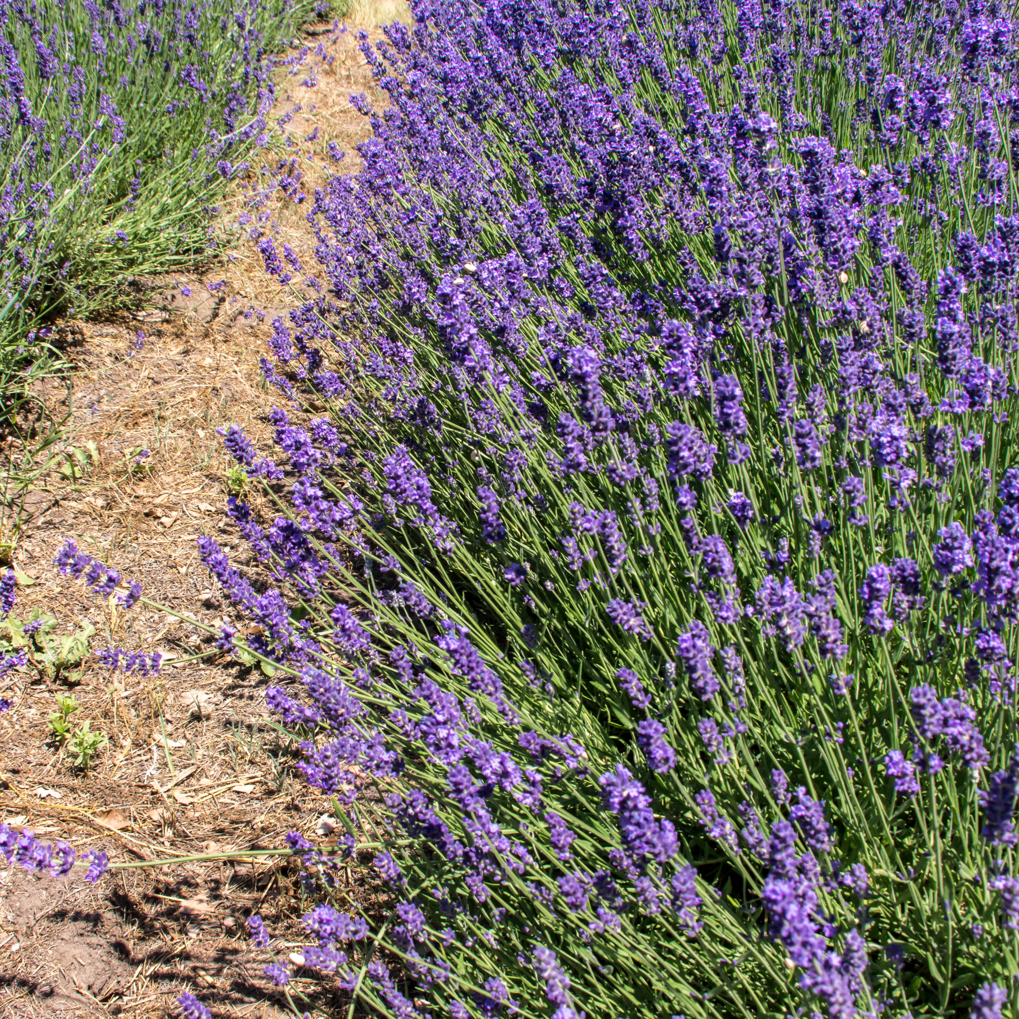 Compact English Lavender - Lavandula angustifolia Hidcote