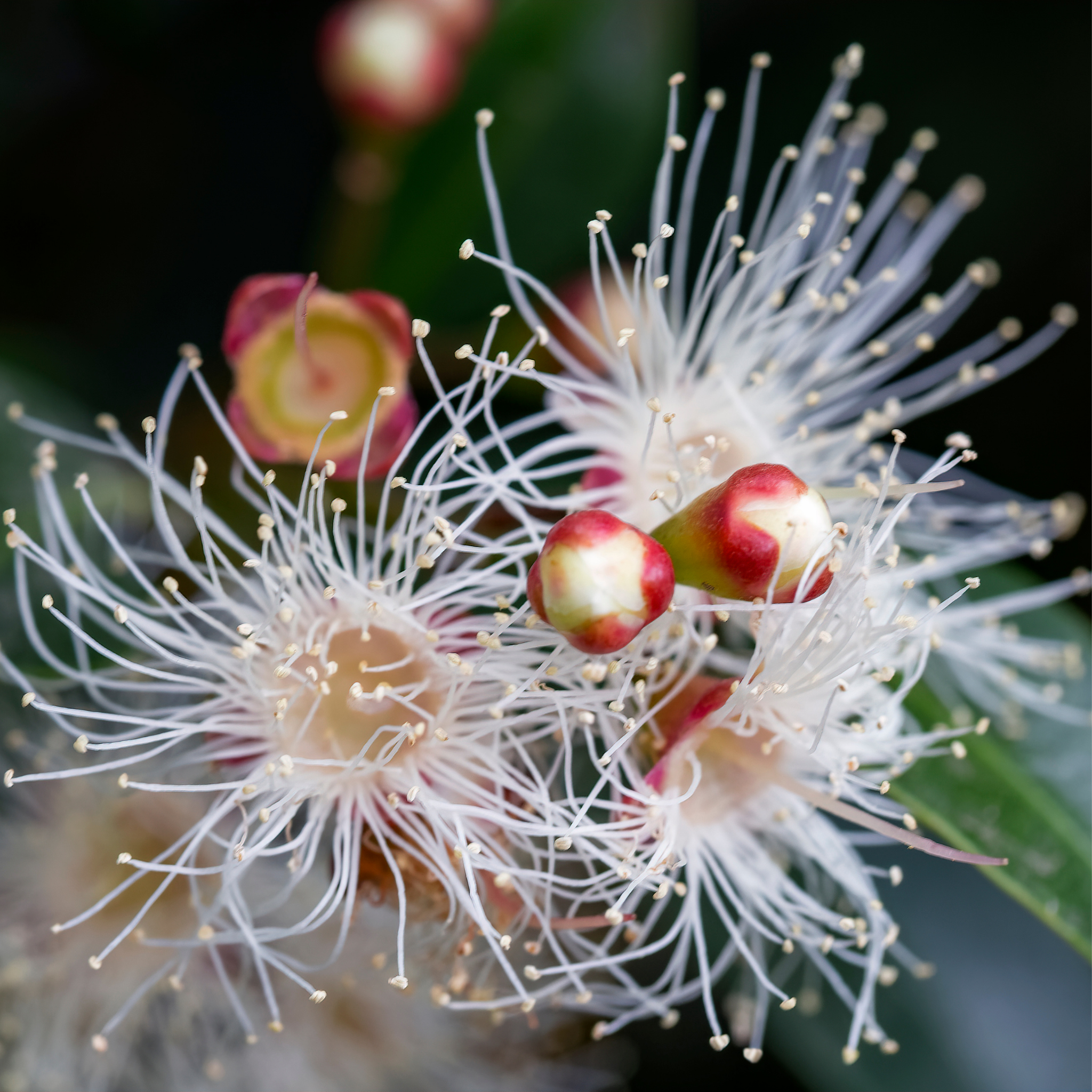 Lilly Pilly Winter Lights - Syzygium australe Winter Lights