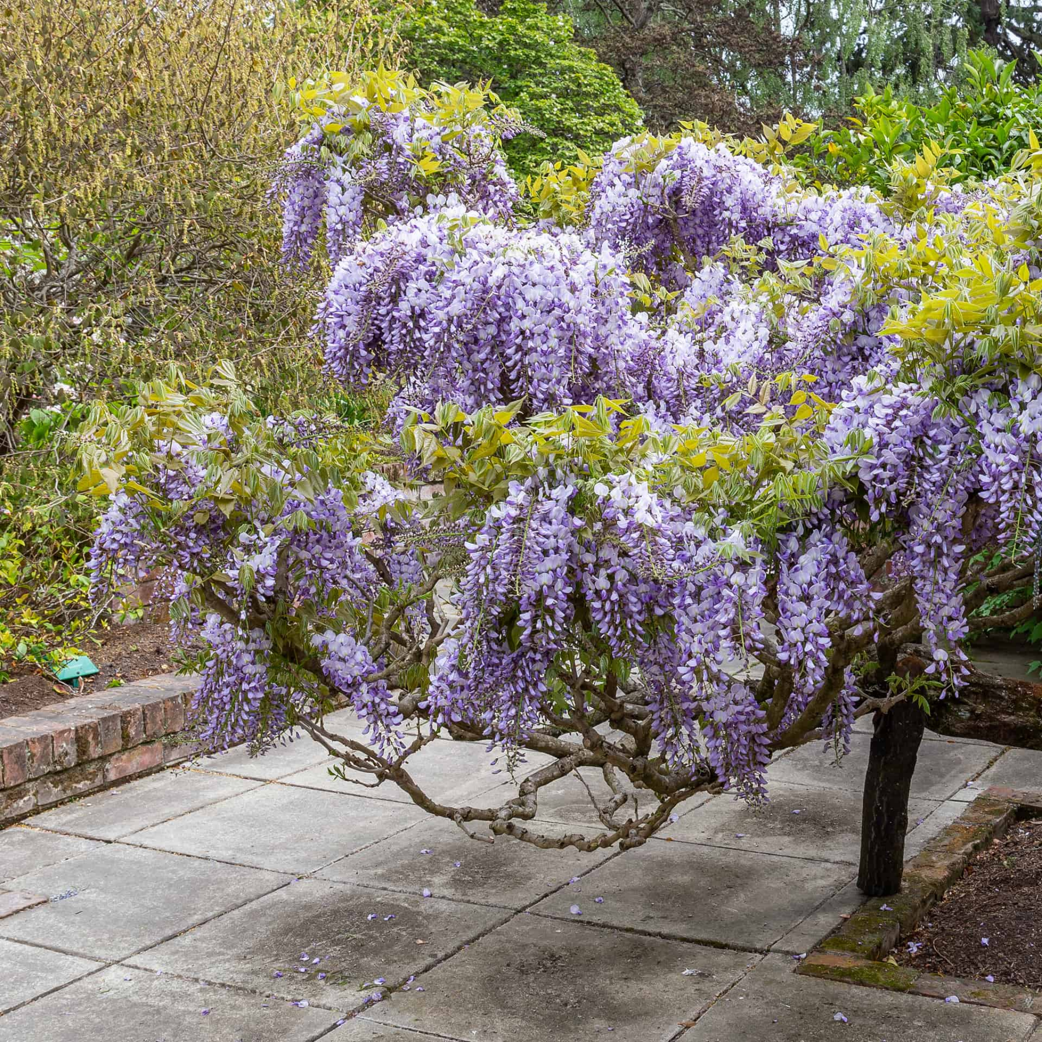 Blue Chinese Wisteria - Wisteria sinensis