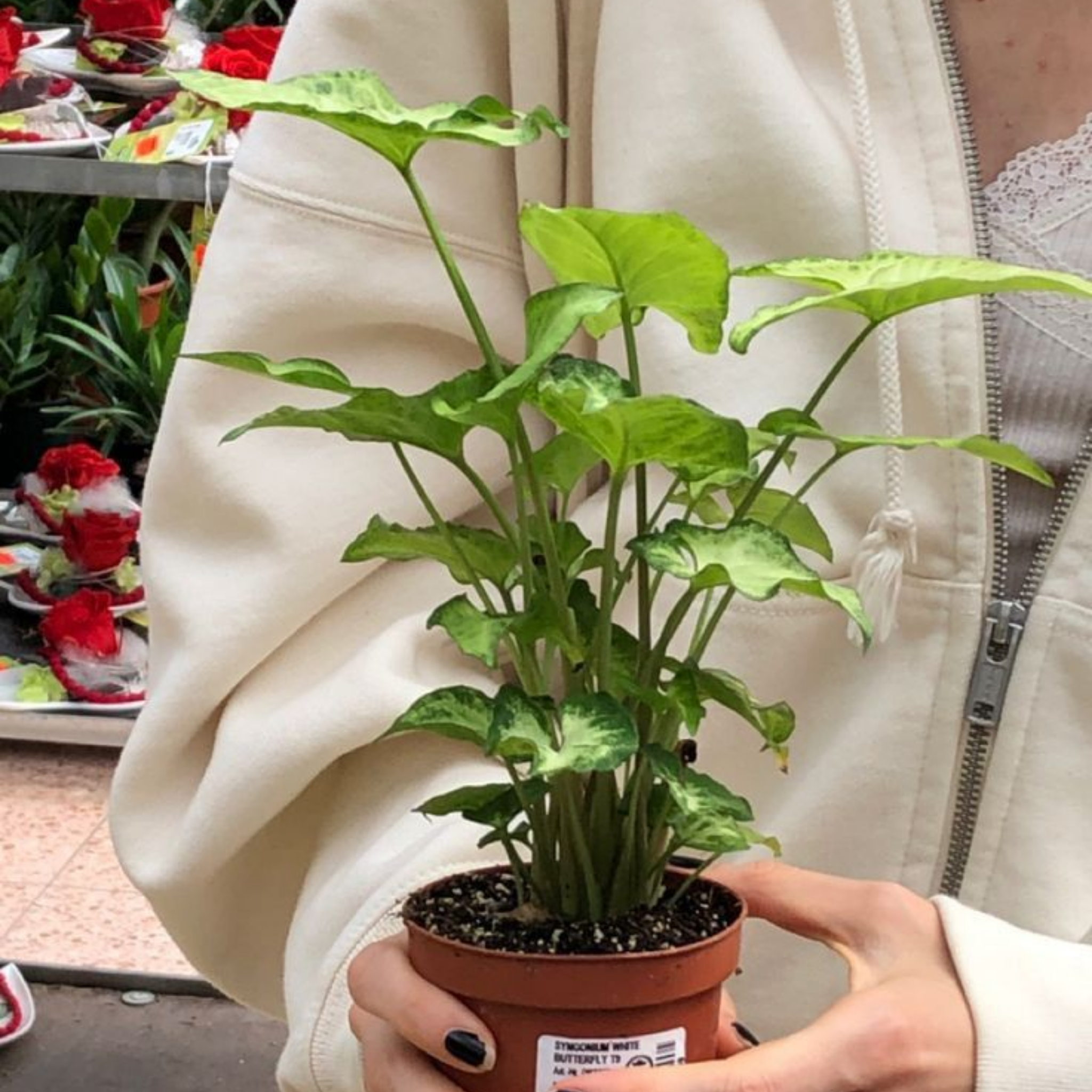 Variegated Syngonium - Syngonium podophyllum 'White Butterfly' Arrowhead Plant