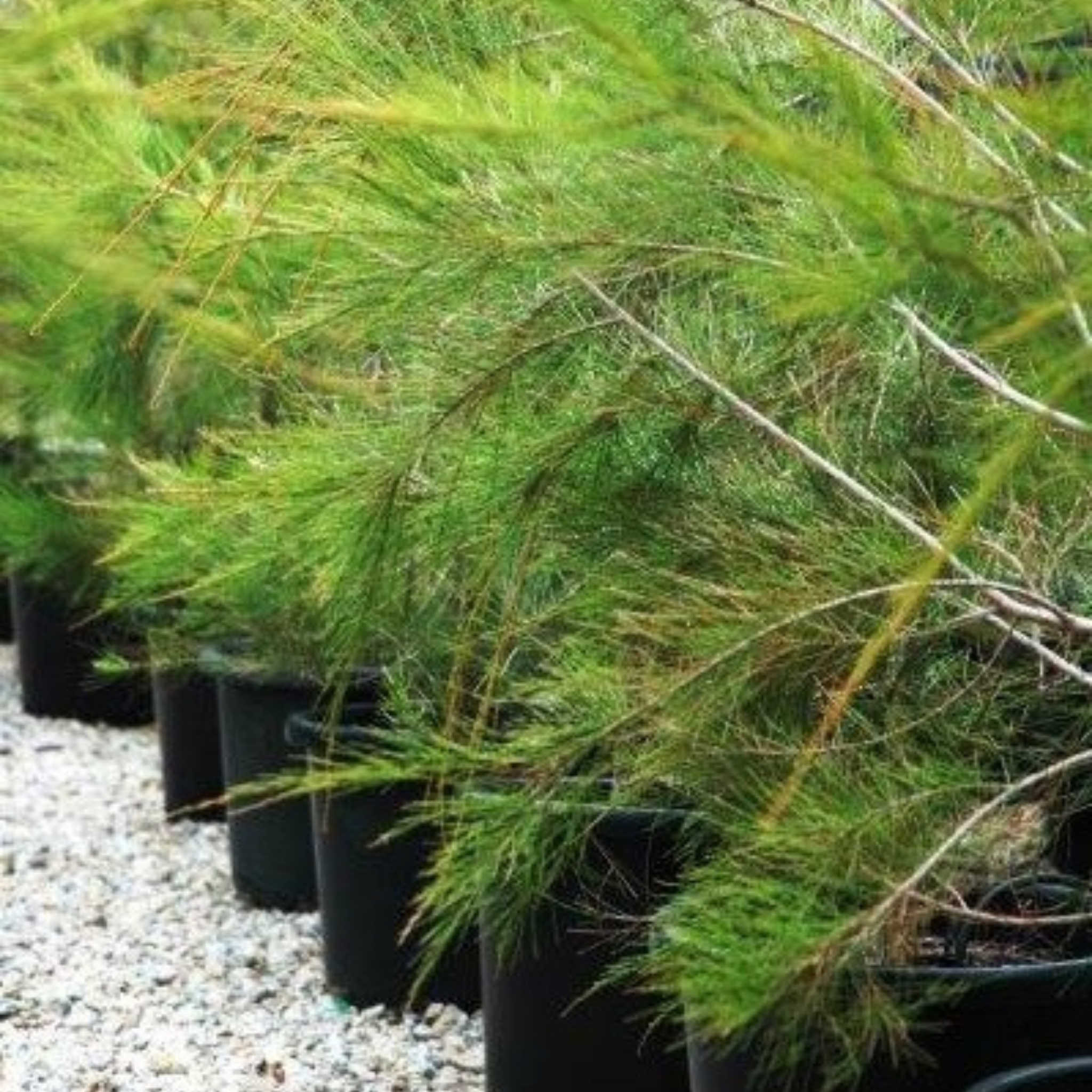 Row of potted plants with green foliage on a gravel surface