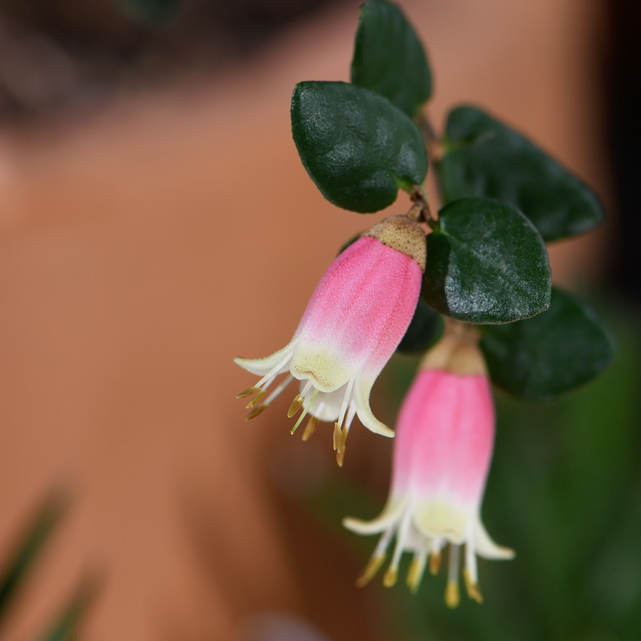 Native Fushsia - Correa pulchella Little Cate