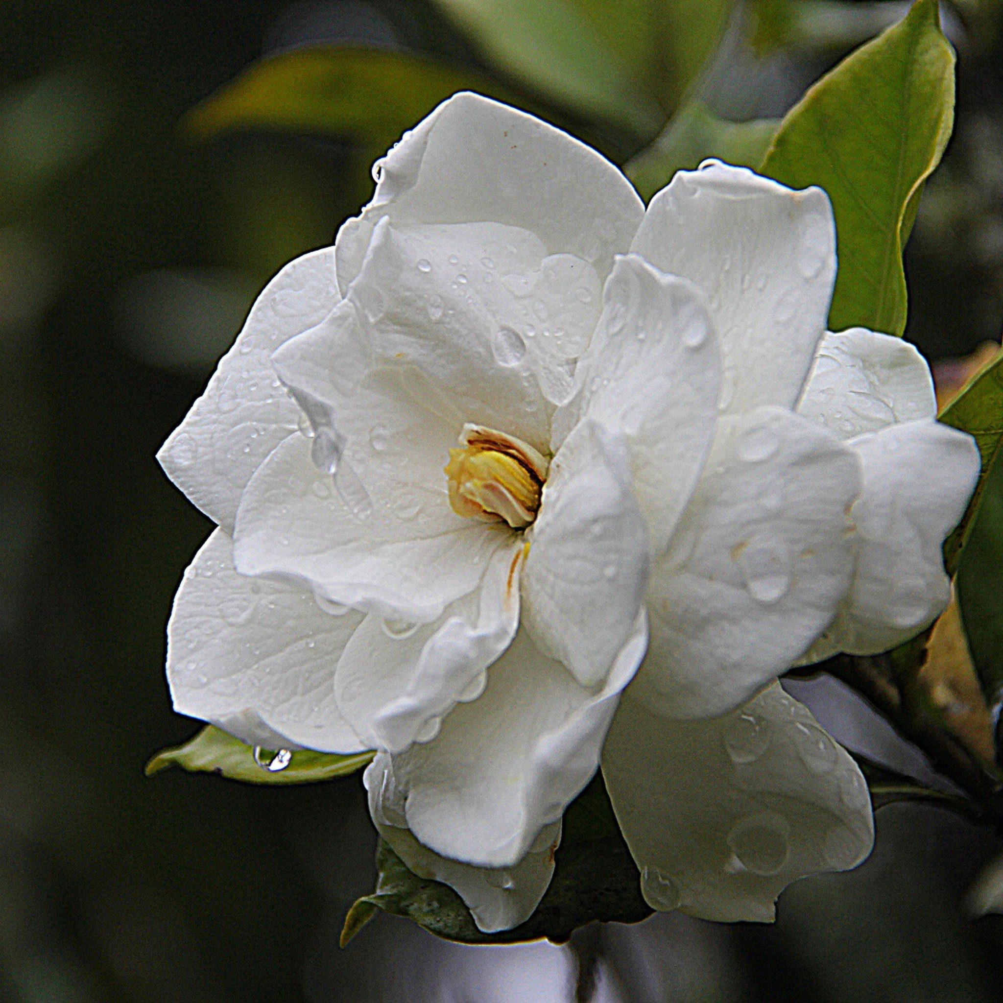 Gardenia augusta Aimee Yoshiba