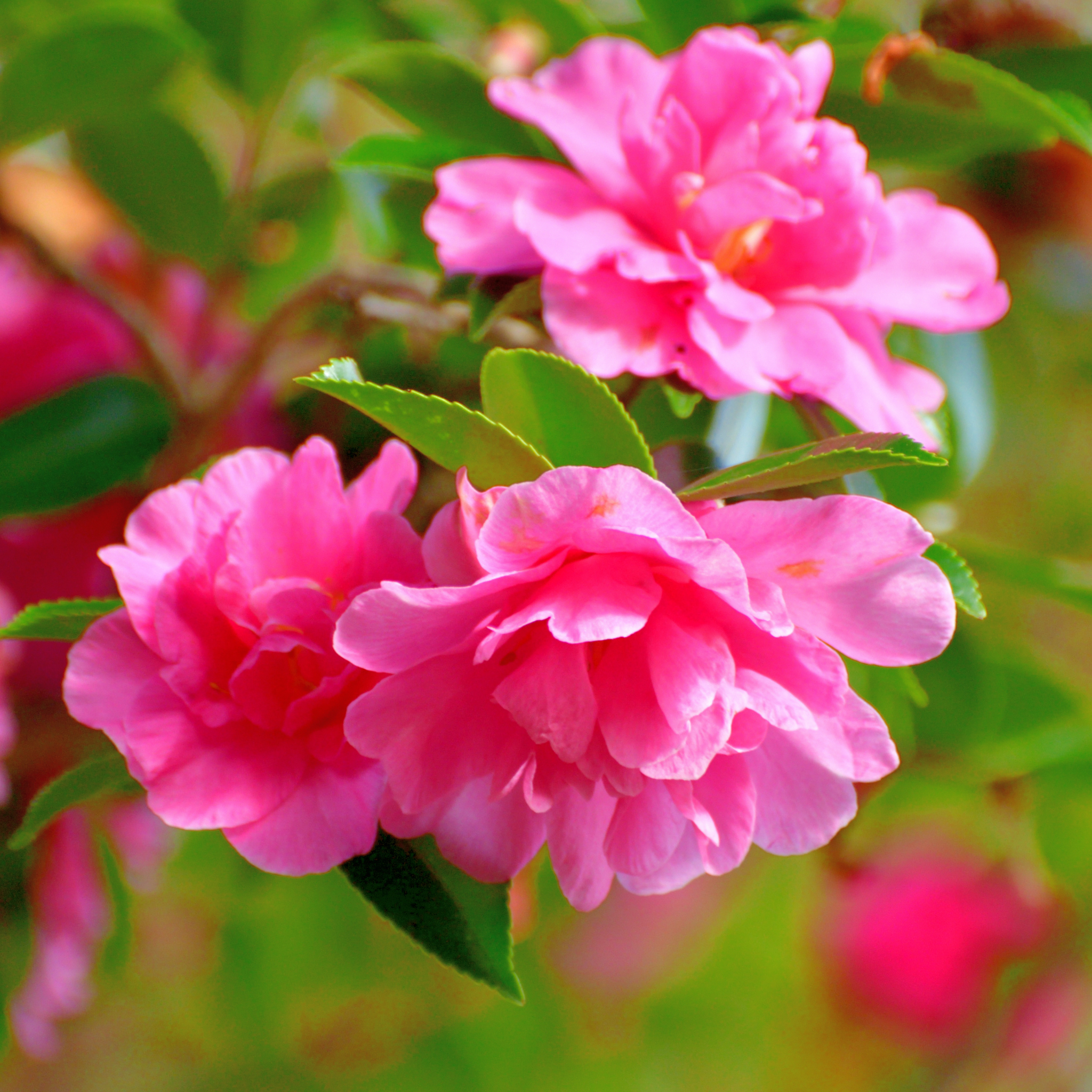 Camellia With Love - Camellia sasanqua 'With Love'