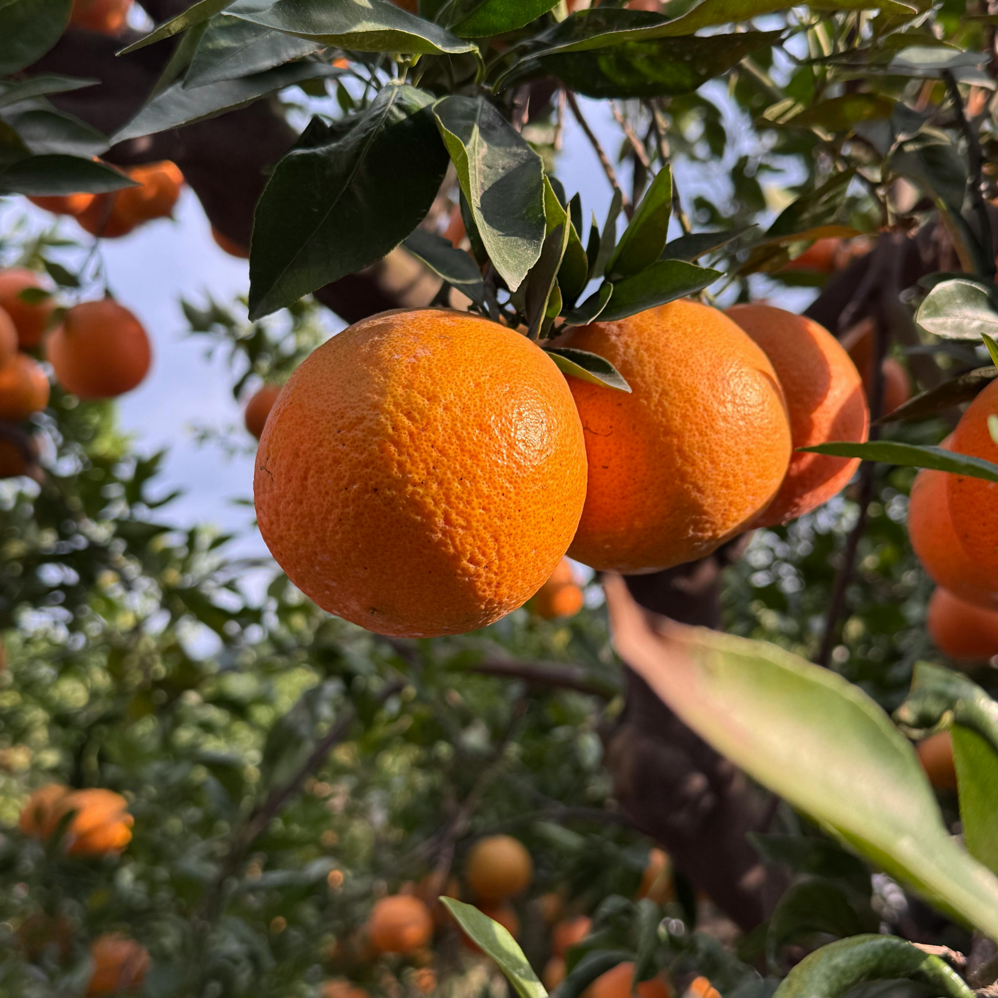 Dwarf Orange Tree (Washington Navel) - Citrus sinensis Washington Navel Dwarf