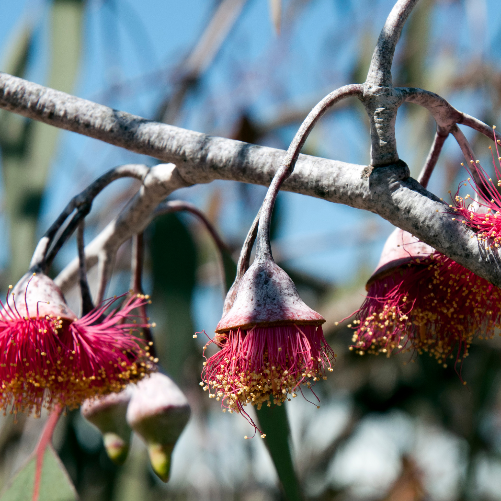 Eucalyptus Silver Princess Gum - Eucalyptus caesia Silver Princess