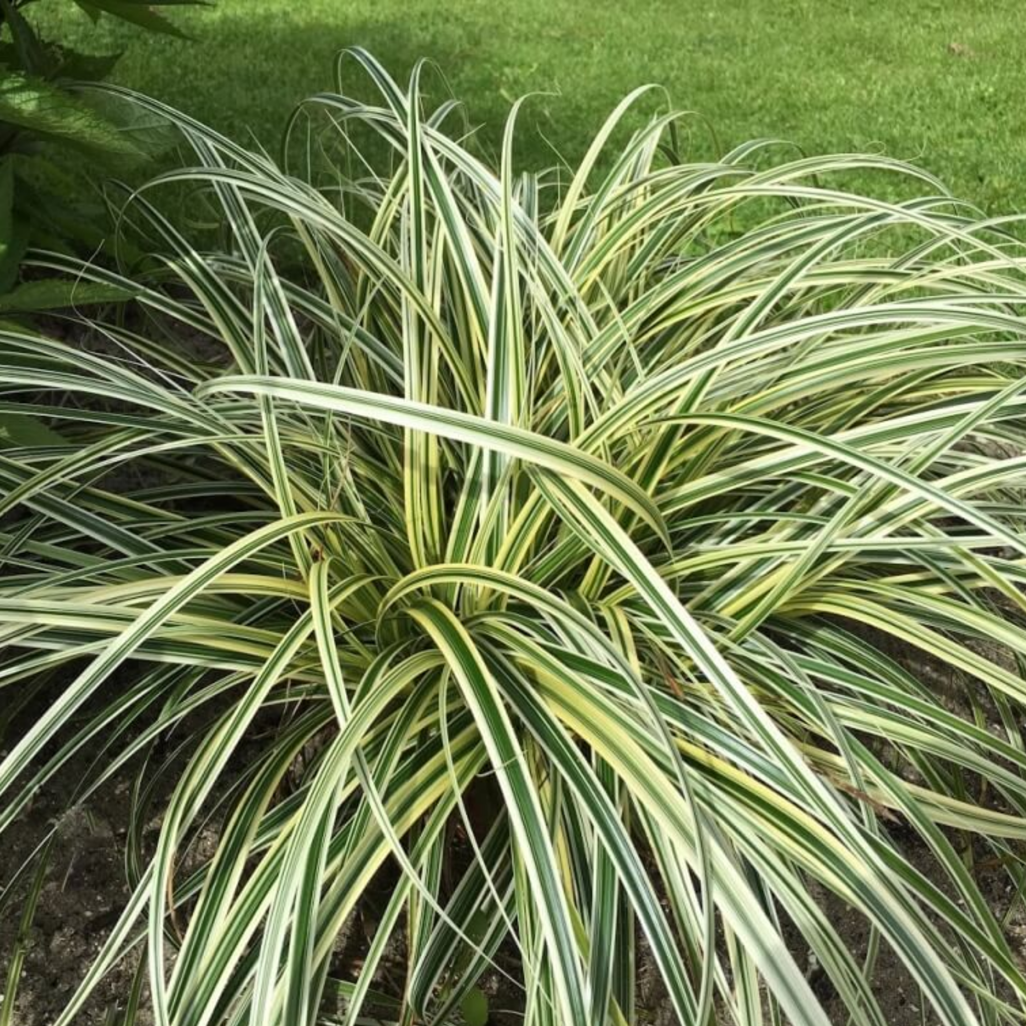 Variegated grass plant with green and white leaves on a blurred green background