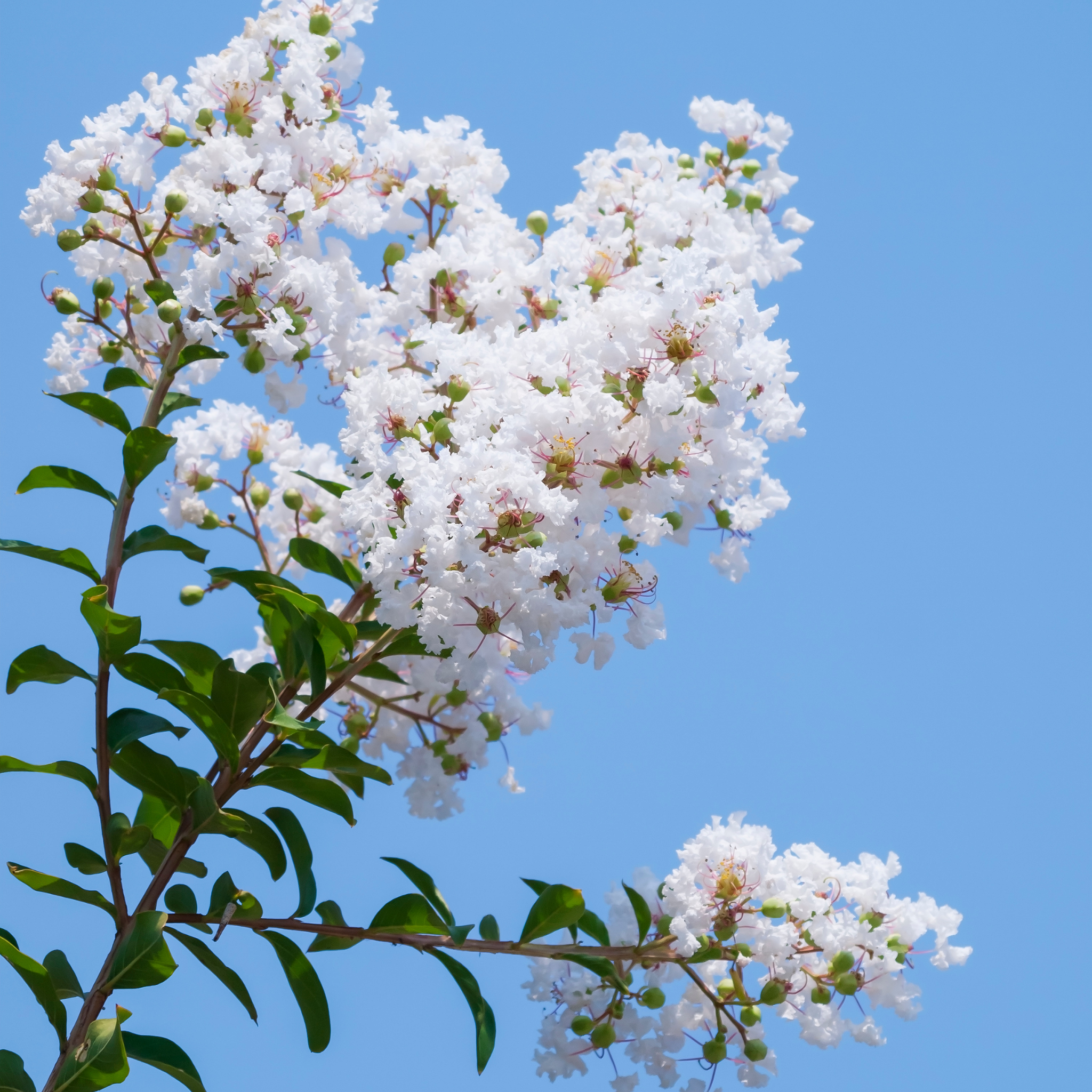 White Crepe Myrtle - Lagerstroemia indica fauriei 'Acoma'