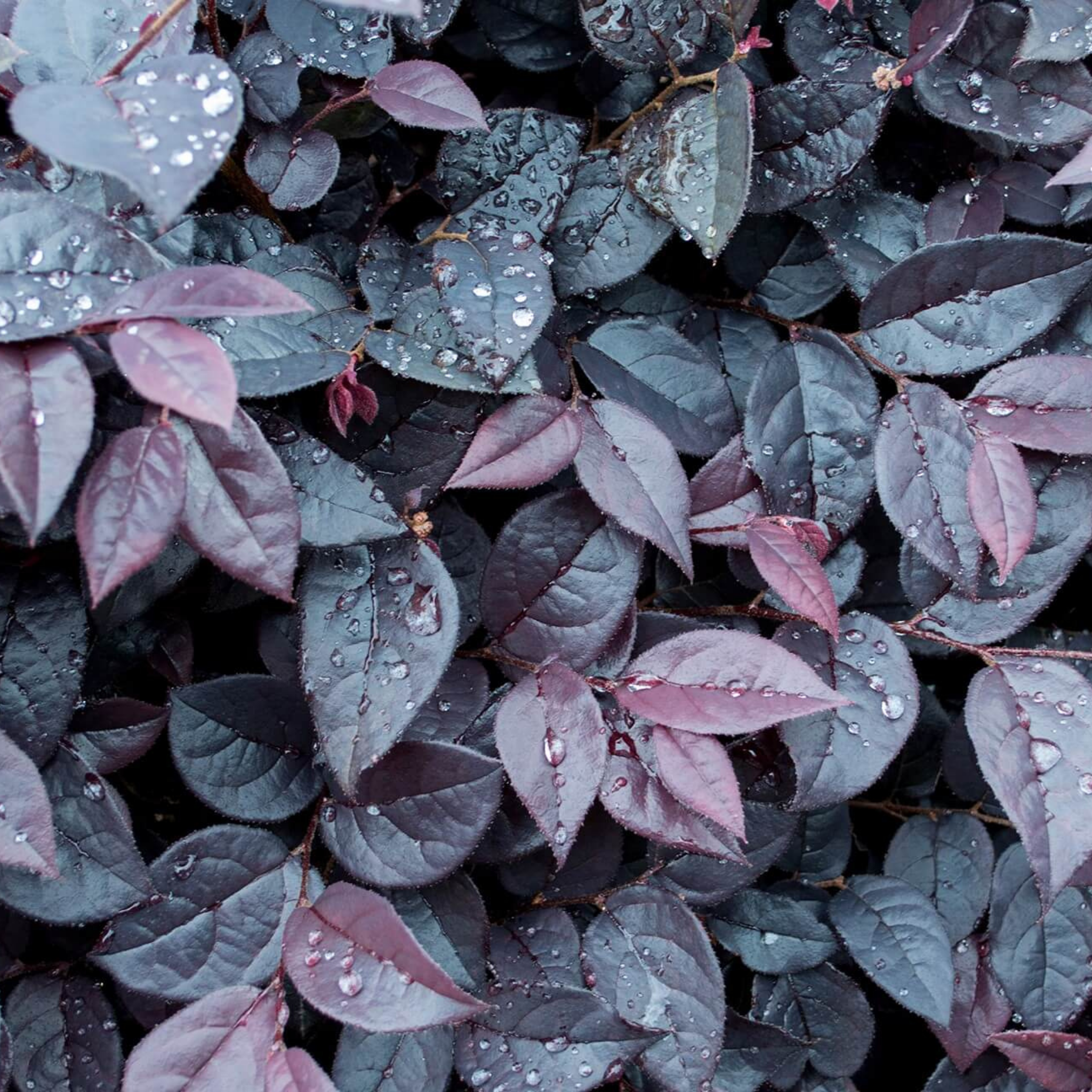 Chinese fringe flower - Loropetalum chinense Plum Gorgeous PBR