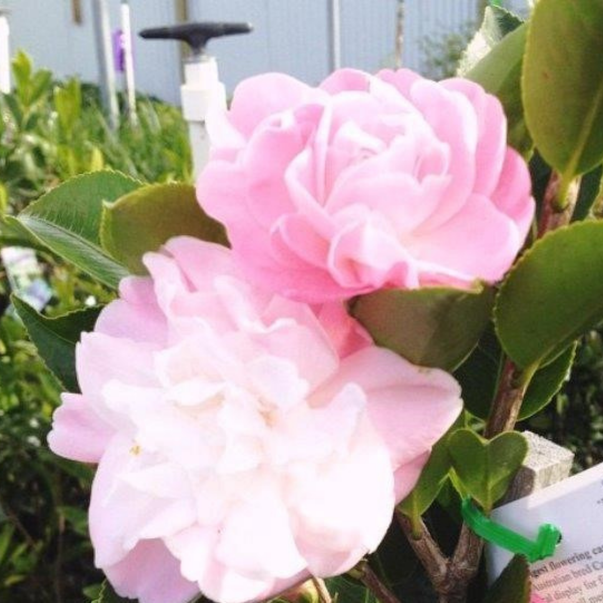 Camellia Sweet Jane - Camellia hybrida 'Sweet Jane'