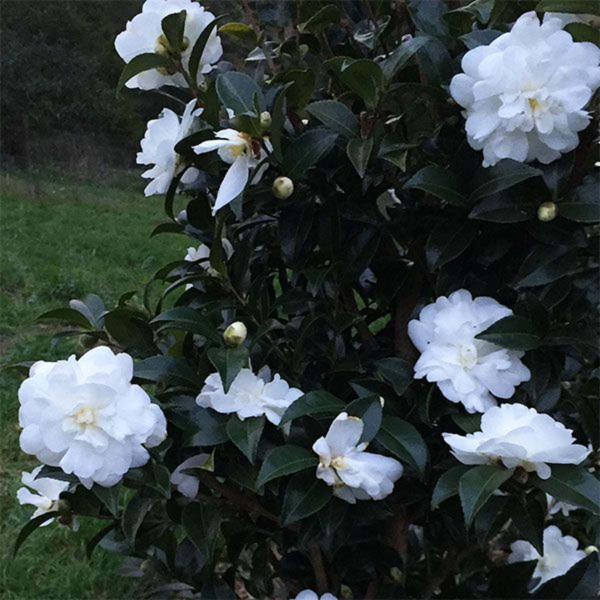 Camellia Avalanche - Camellia sasanqua Avalanche
