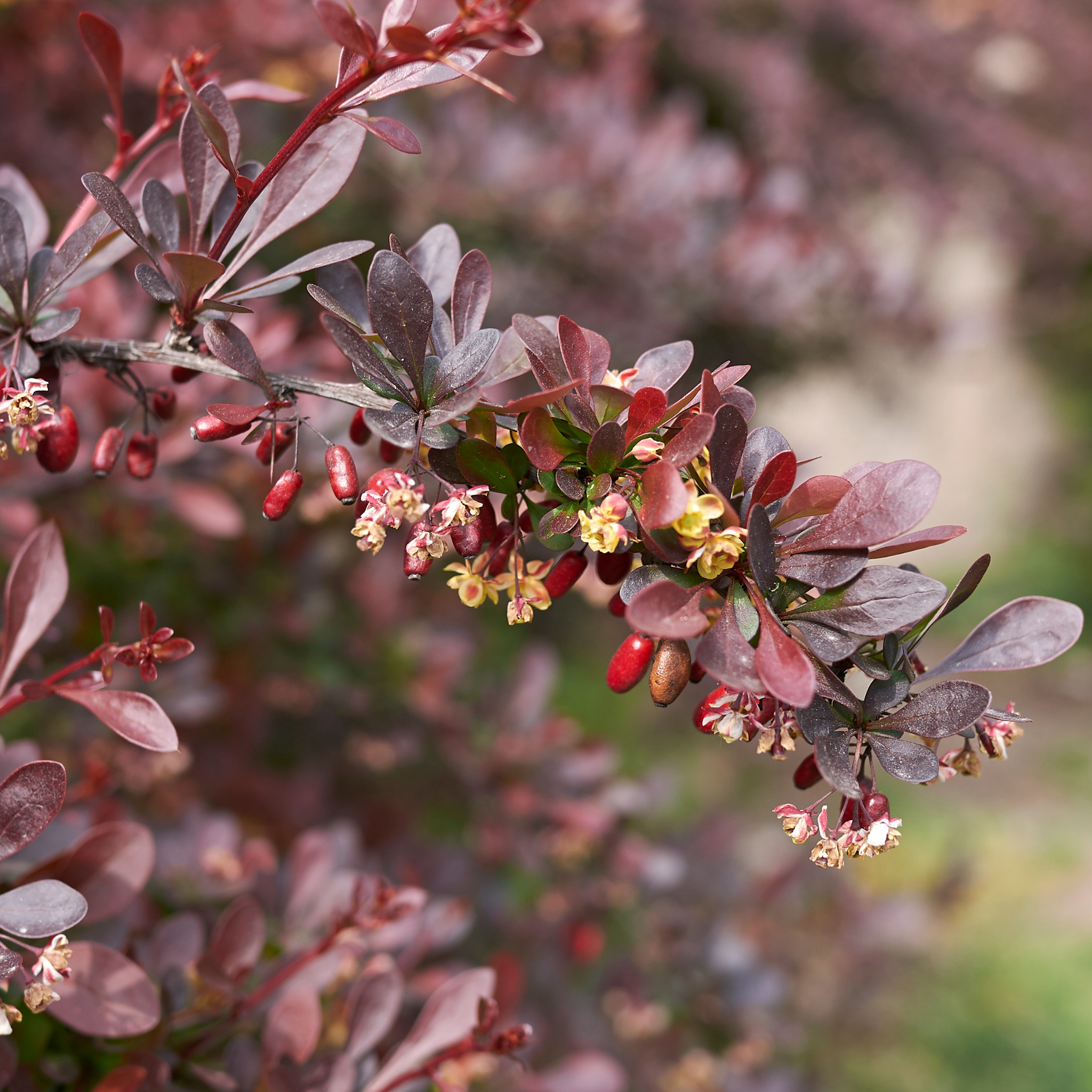 Purple Japanese Barberry - Berberis thunbergii atropurpurea