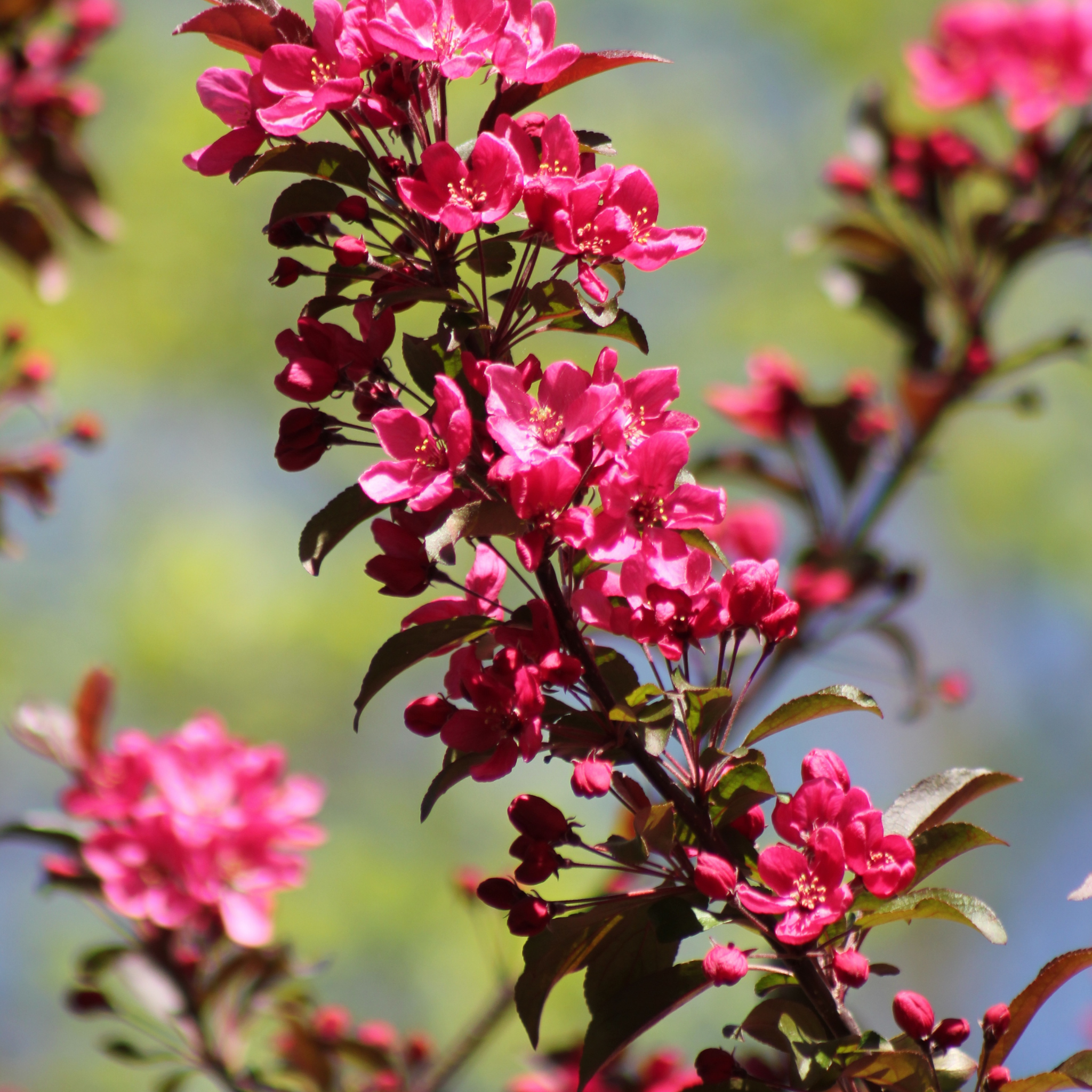 Yunnan Crabapple - Malus yunnanensis Wychwood Ruby PBR