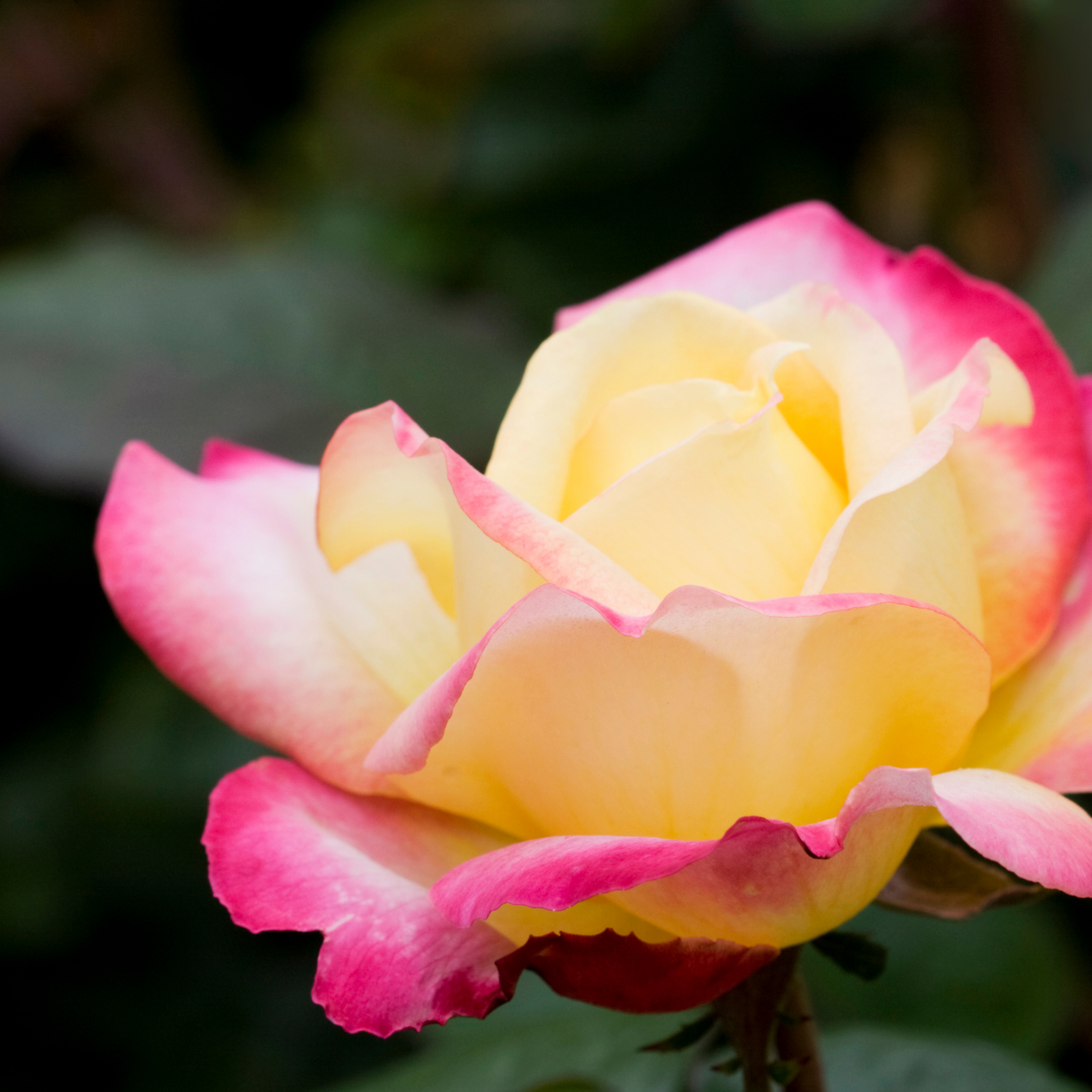 Peace Hybrid Tea Rose - Rosa Peace
