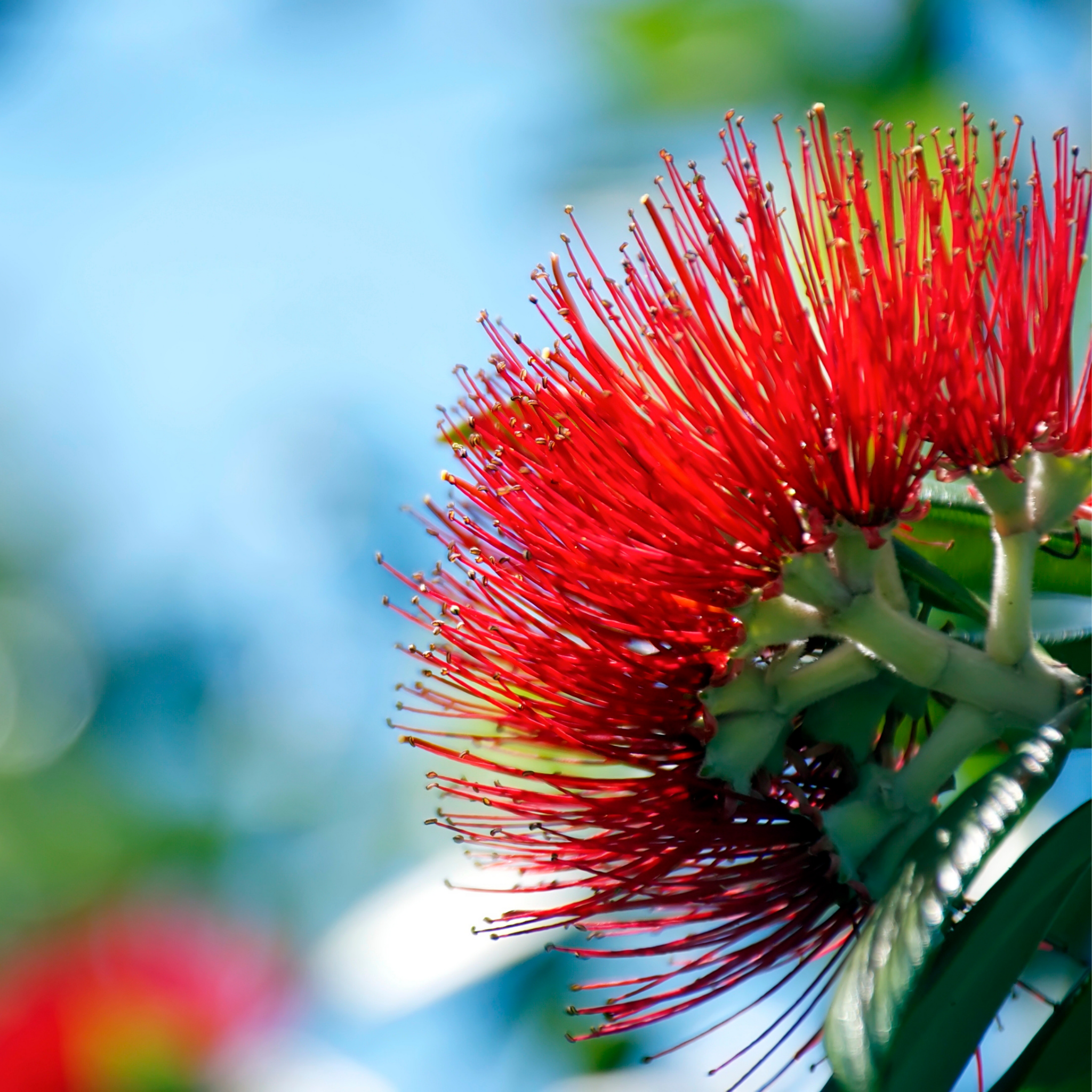 New Zealand Christmas Bush - Metrosideros collina Tahiti
