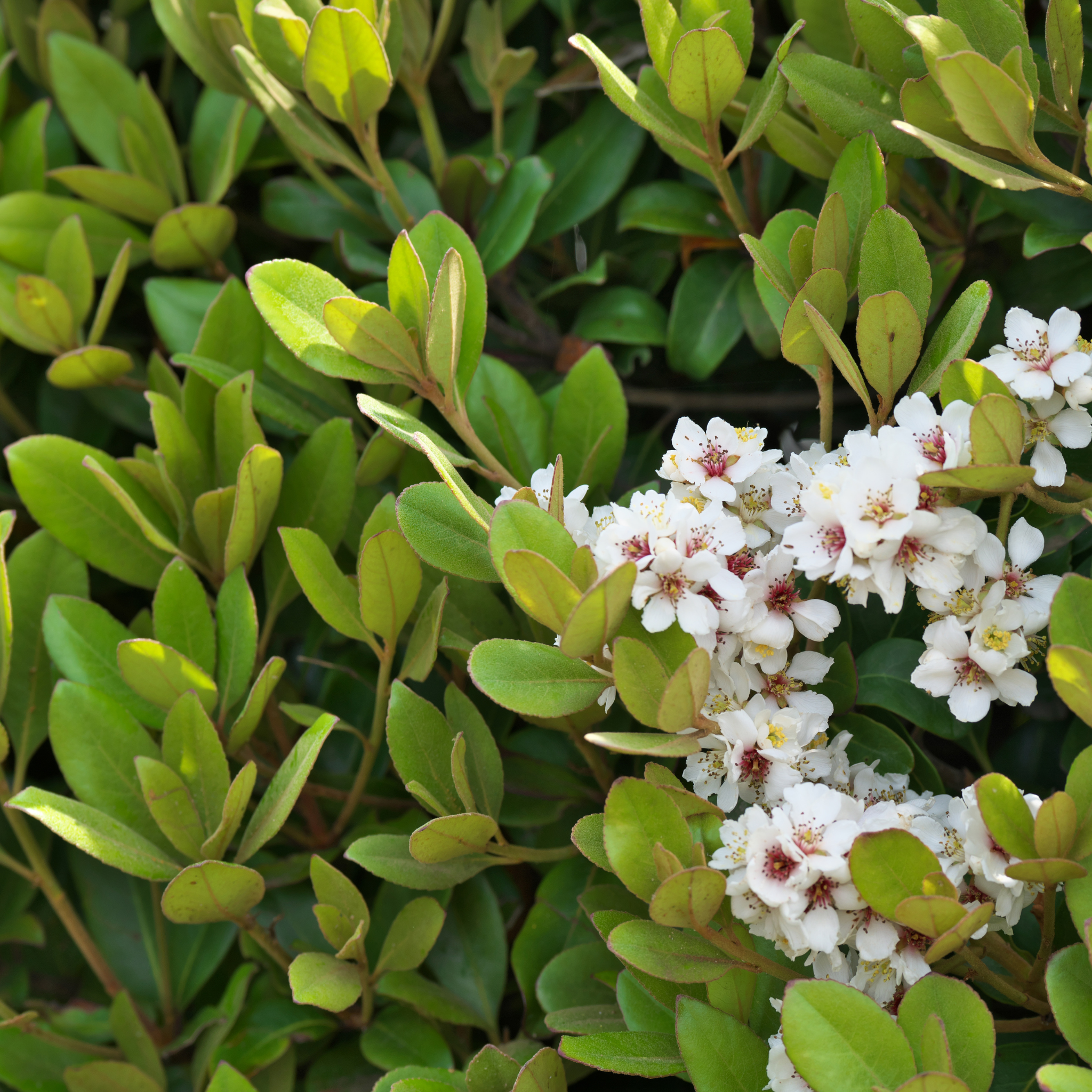 Indian hawthorn Oriental Pearl - Rhaphiolepis indica Oriental Pearl
