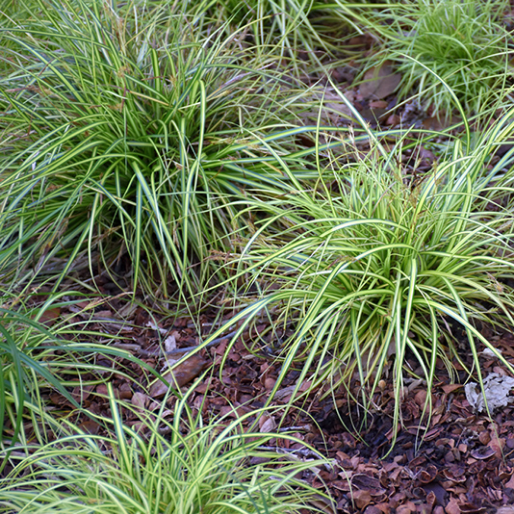 Green grasses with yellow accents growing on a bed of mulch
