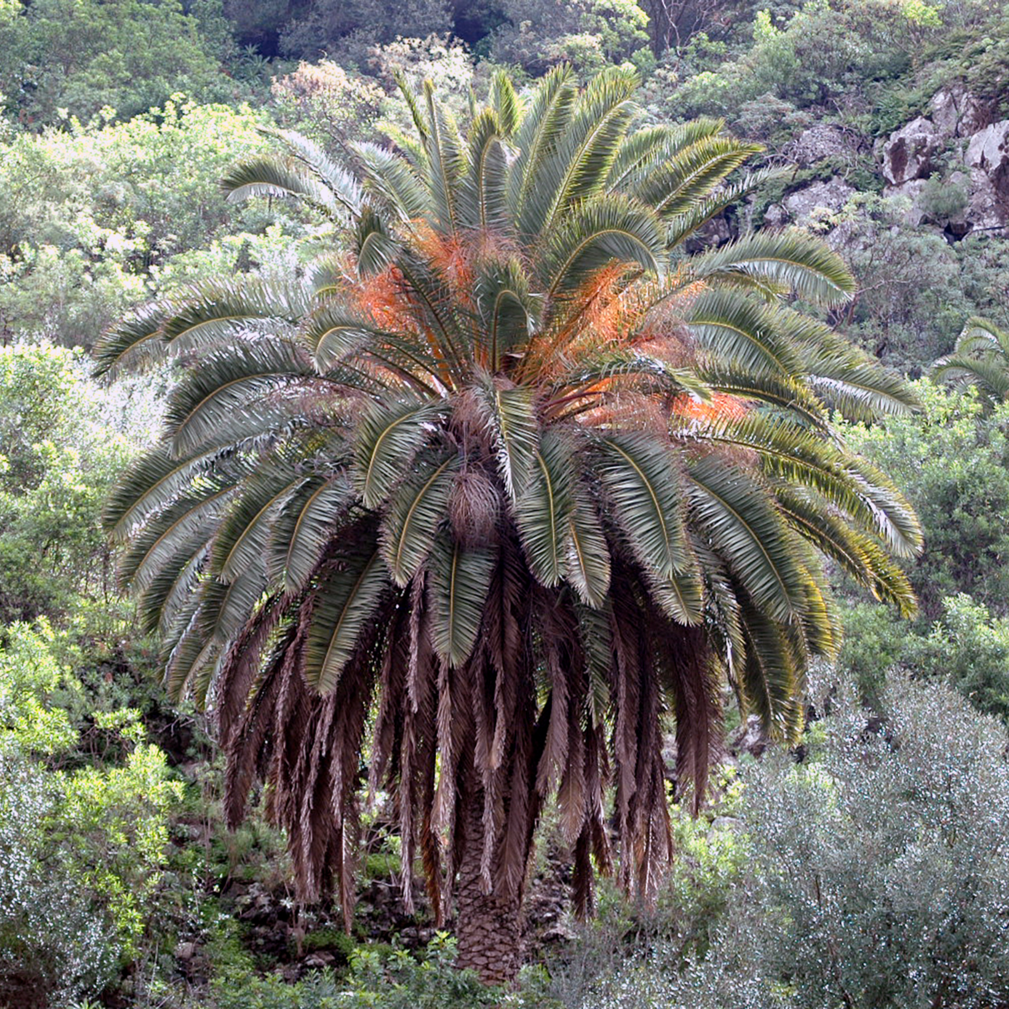 Large palm tree in a forest setting