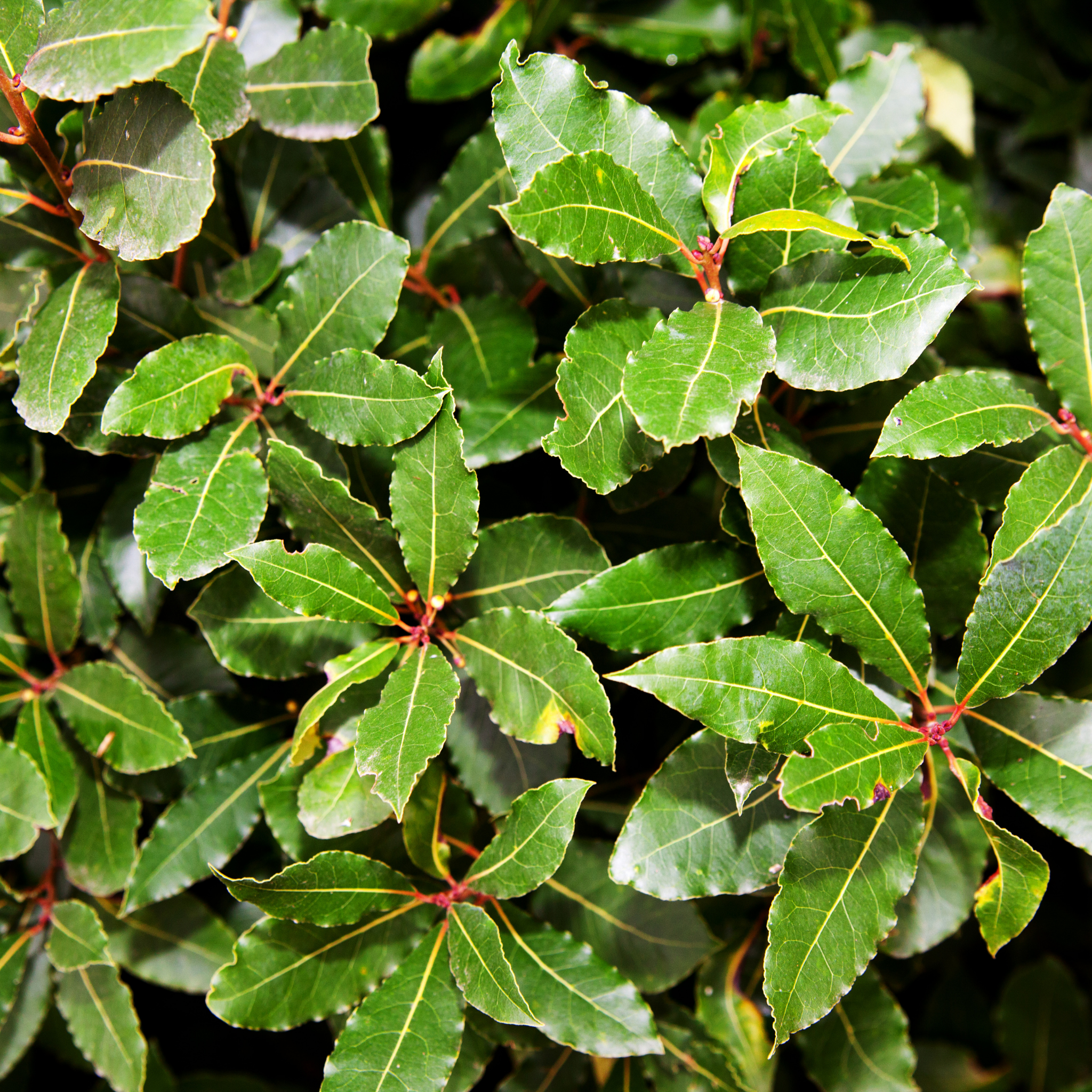 Compact Bay Laurel Tree - Laurus nobilis Flavour Master