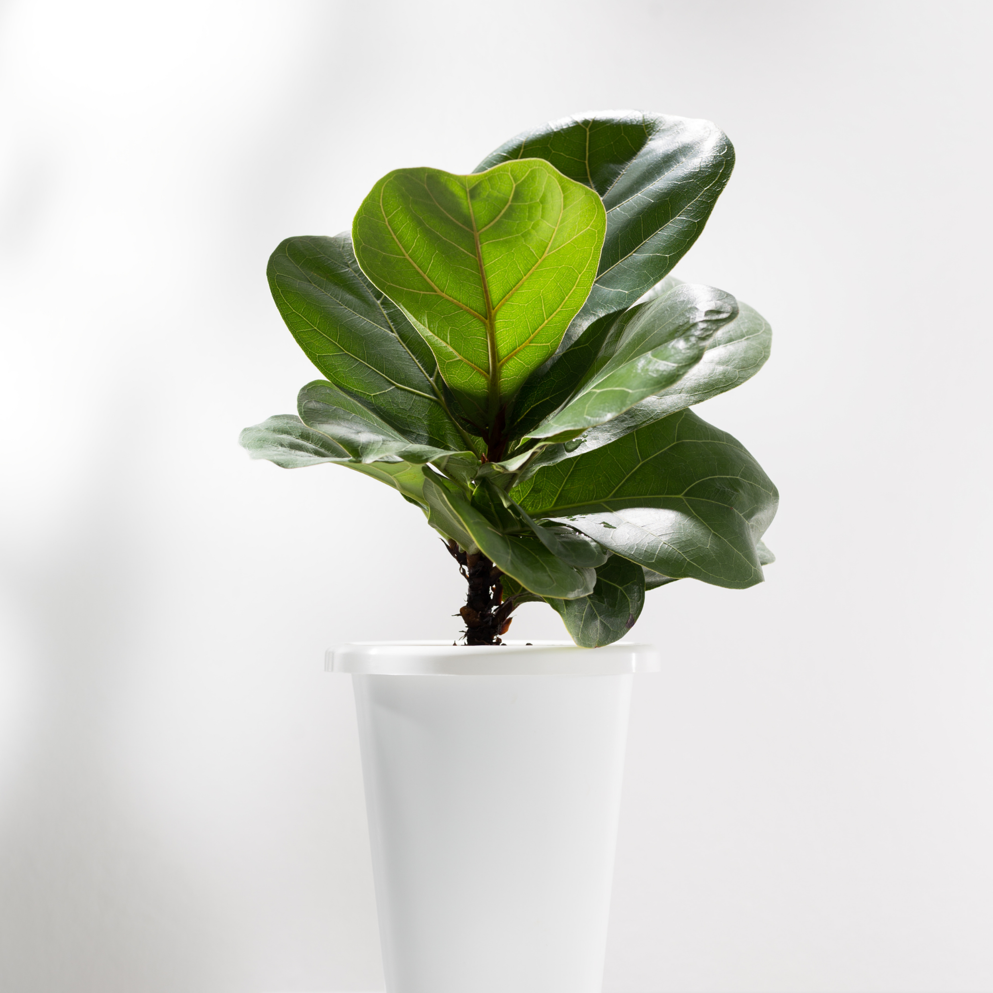 Fiddle Leaf Fig - Ficus lyrata