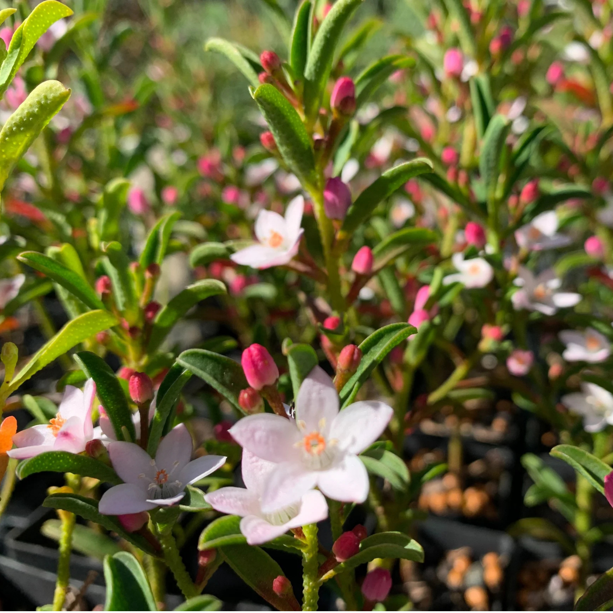 Long Leaf Wax Flower Winter Rouge - Philotheca myoporoides Winter Rouge