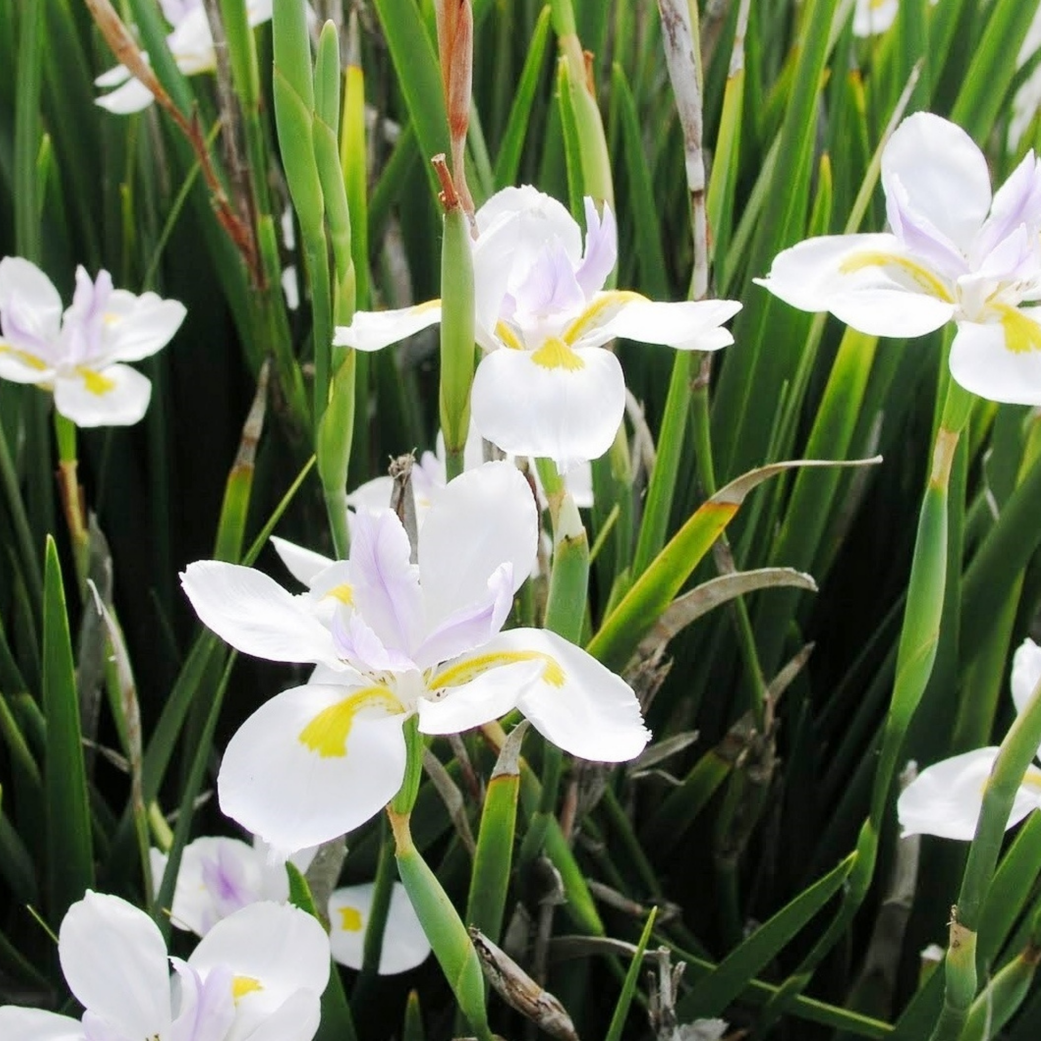 Large Wild Iris - Dietes grandiflora