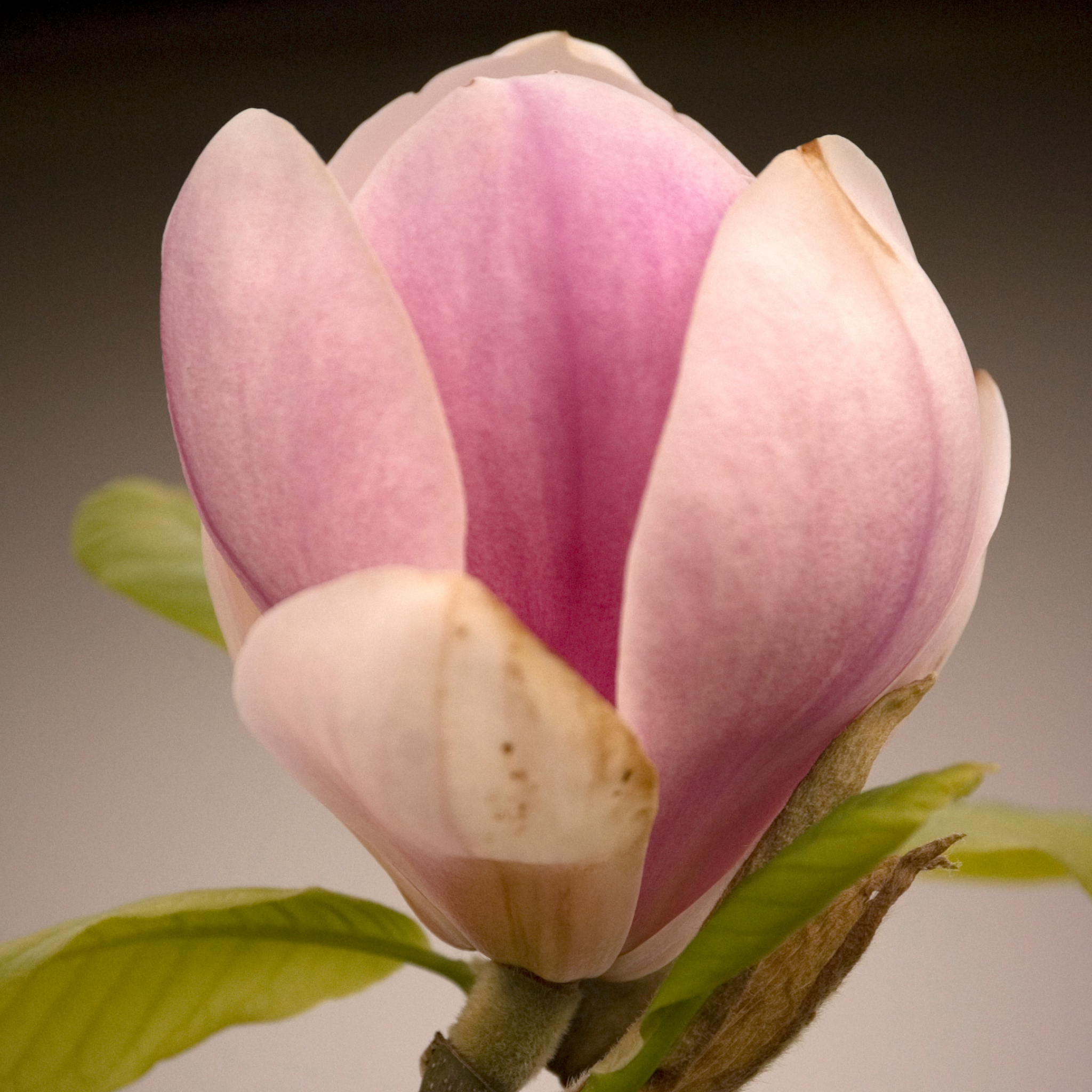 Magnolia Pink Pearl - Magnolia doltsopa figo Pink Pearl