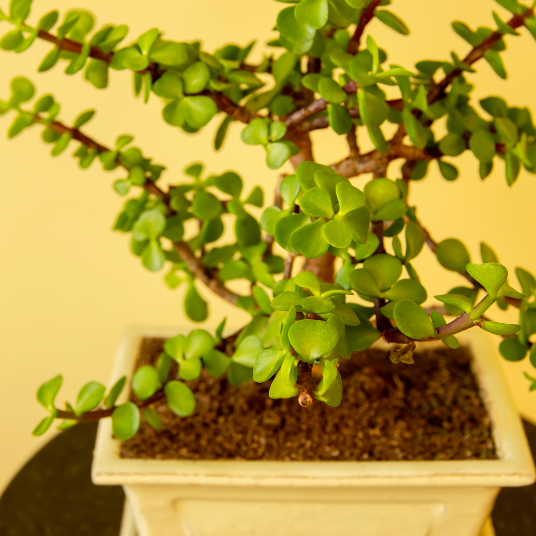 Potted plant with green leaves on a yellow background