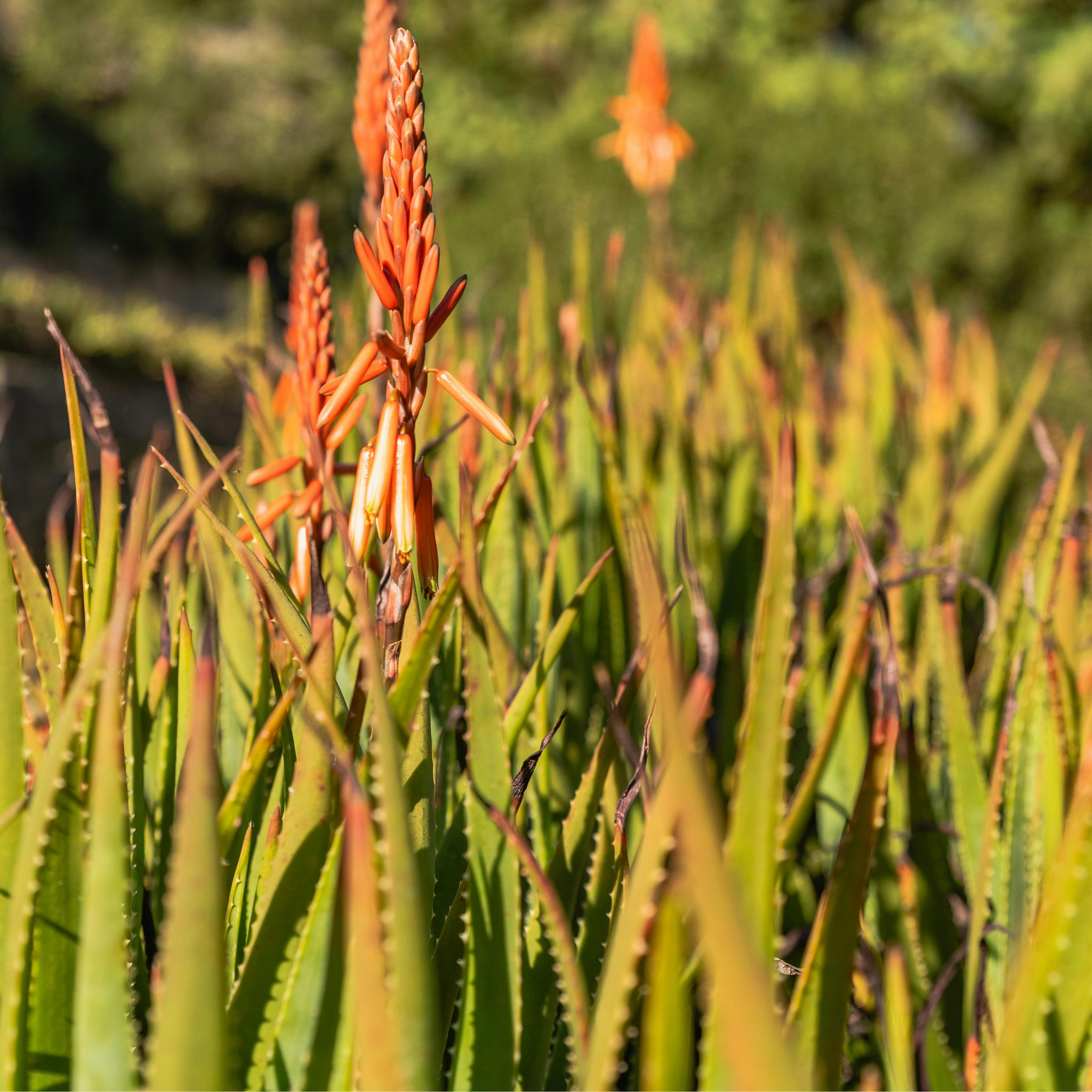 Aloe hybrida Bumble Bee