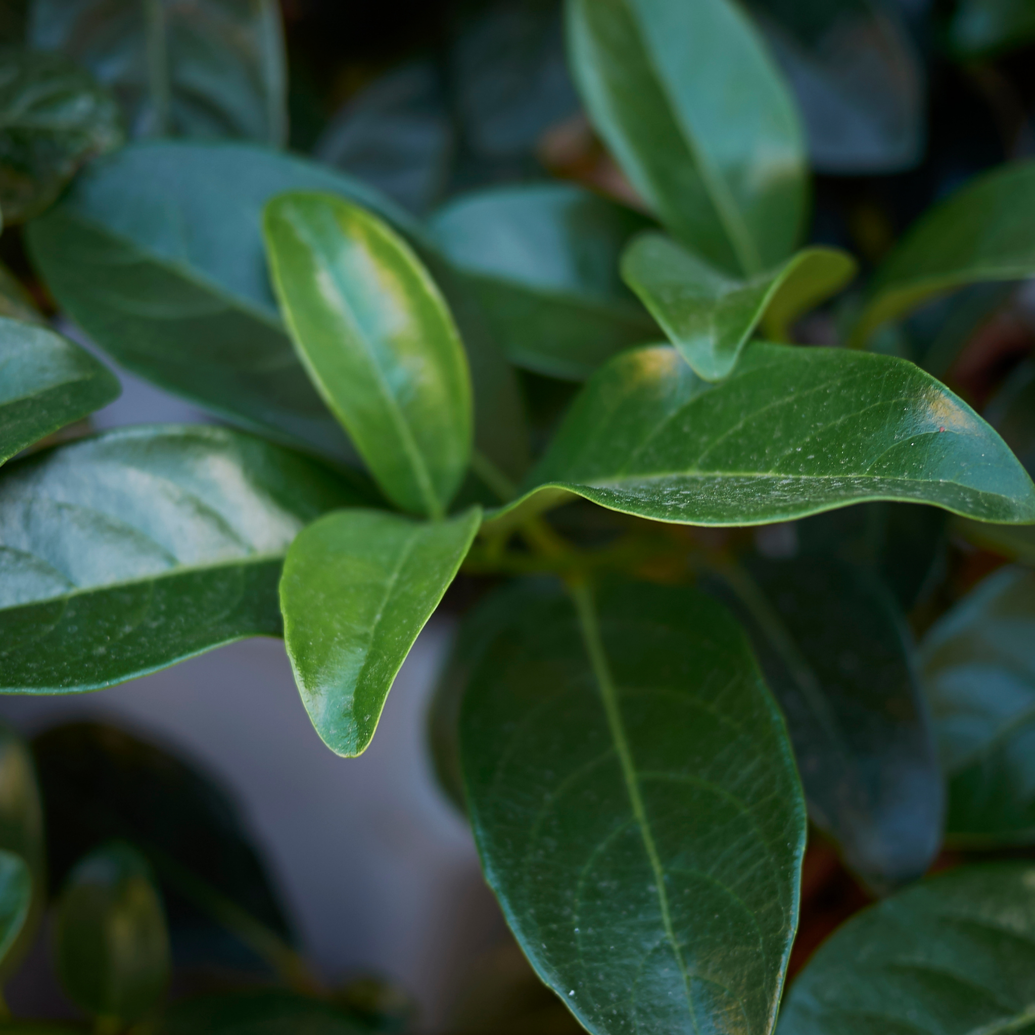 Sweetbox - Sarcococca confusa