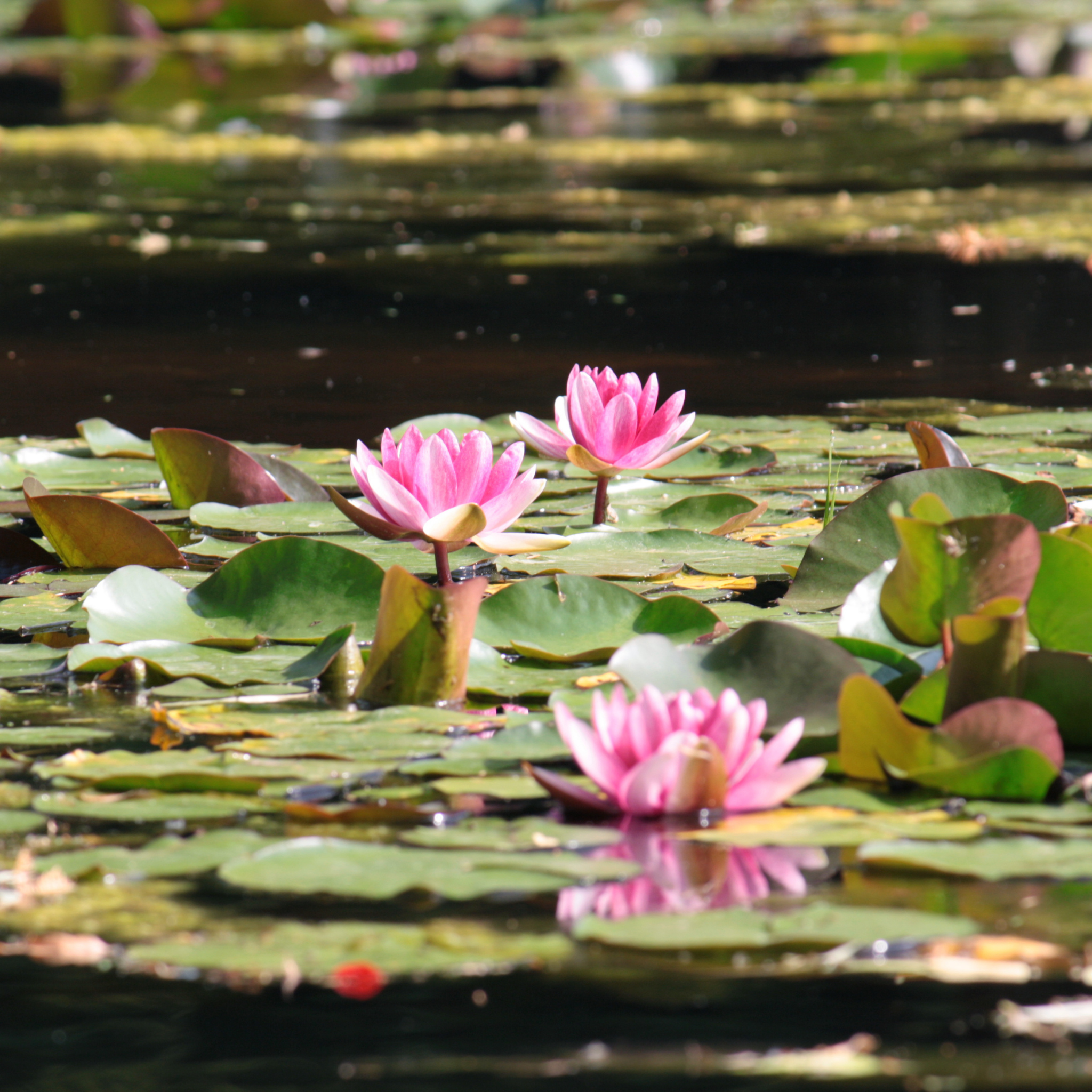Pink Water Lily - Nymphaea hybrida Pink