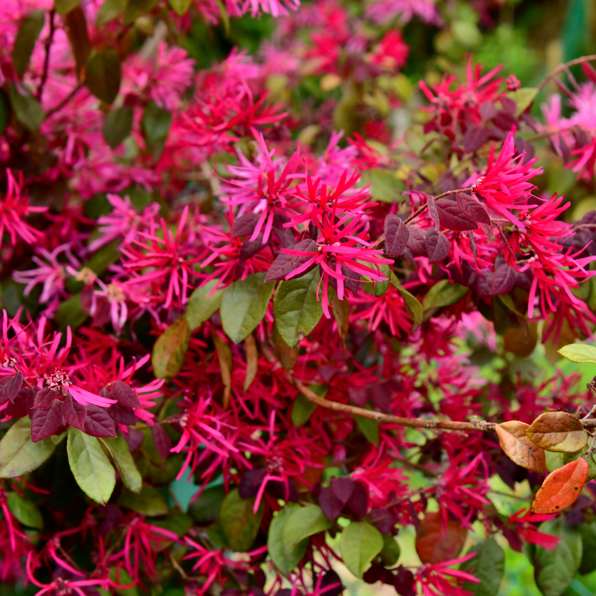 Chinese pink fringe flower - Loropetalum chinense rubrum 'China Pink'